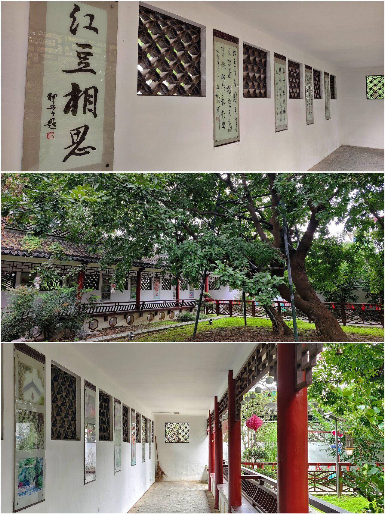 countrywalk | 江阴顾山有一棵千年红豆树 97江苏江阴市东南隅的