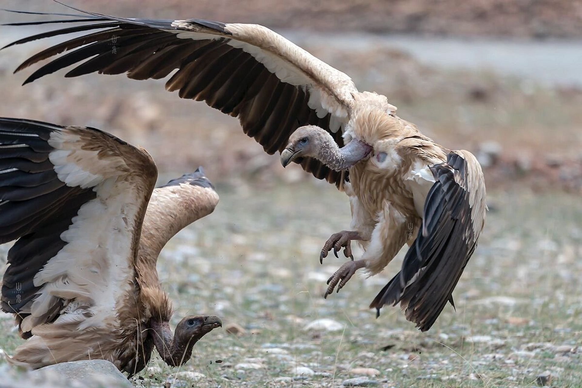 摄影打鸟|高原清道夫～高原秃鹫 秃鹫被称为高原清道夫,专吃哺乳动物