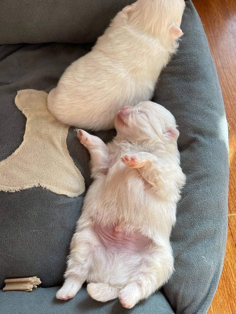 博美幼犬刚出生15天 天天睡姿真是没谁了