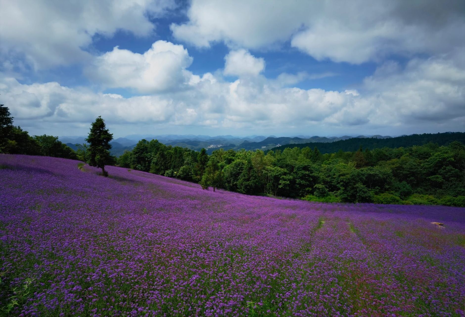 湖北野三关森林小镇避暑行程分享 偶然的机会在2022年酷热的八月一个