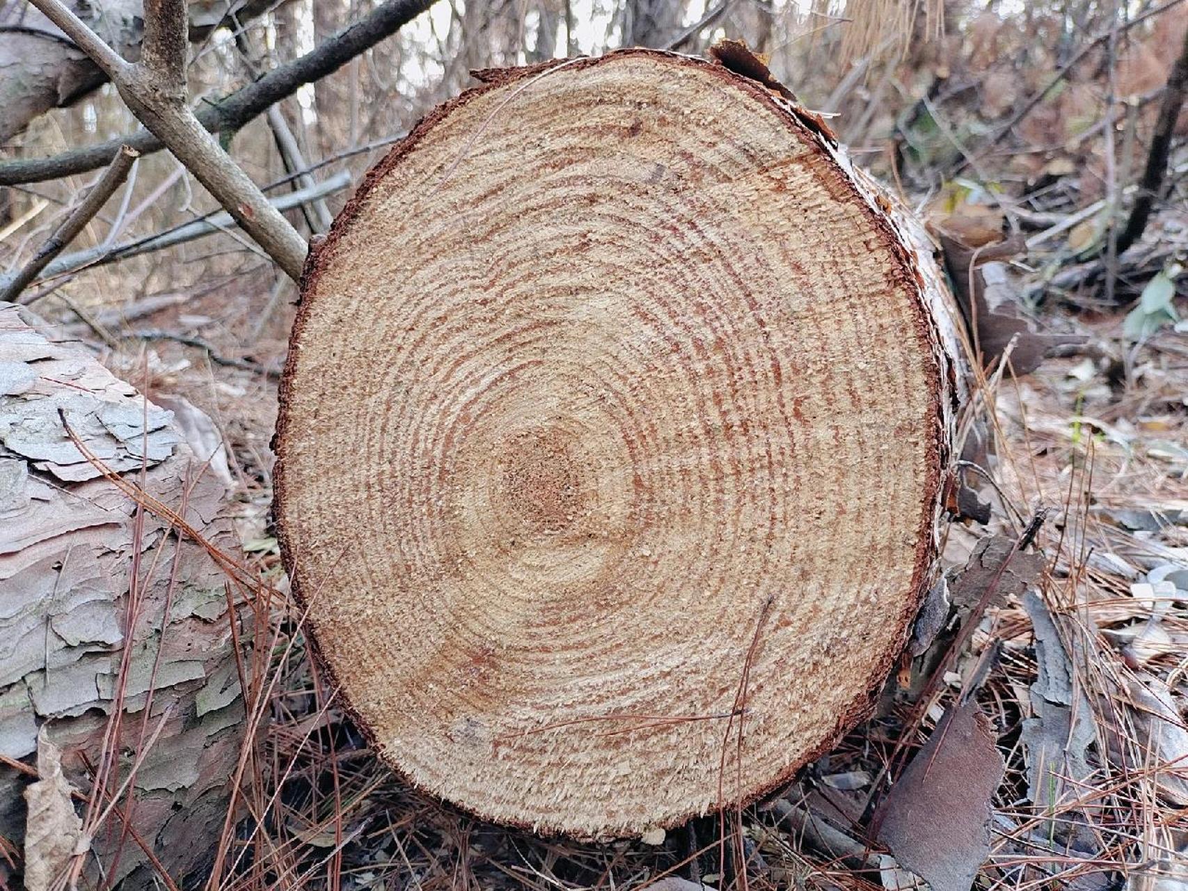 年轮是树木在生长过程中受季节影响形成的.
