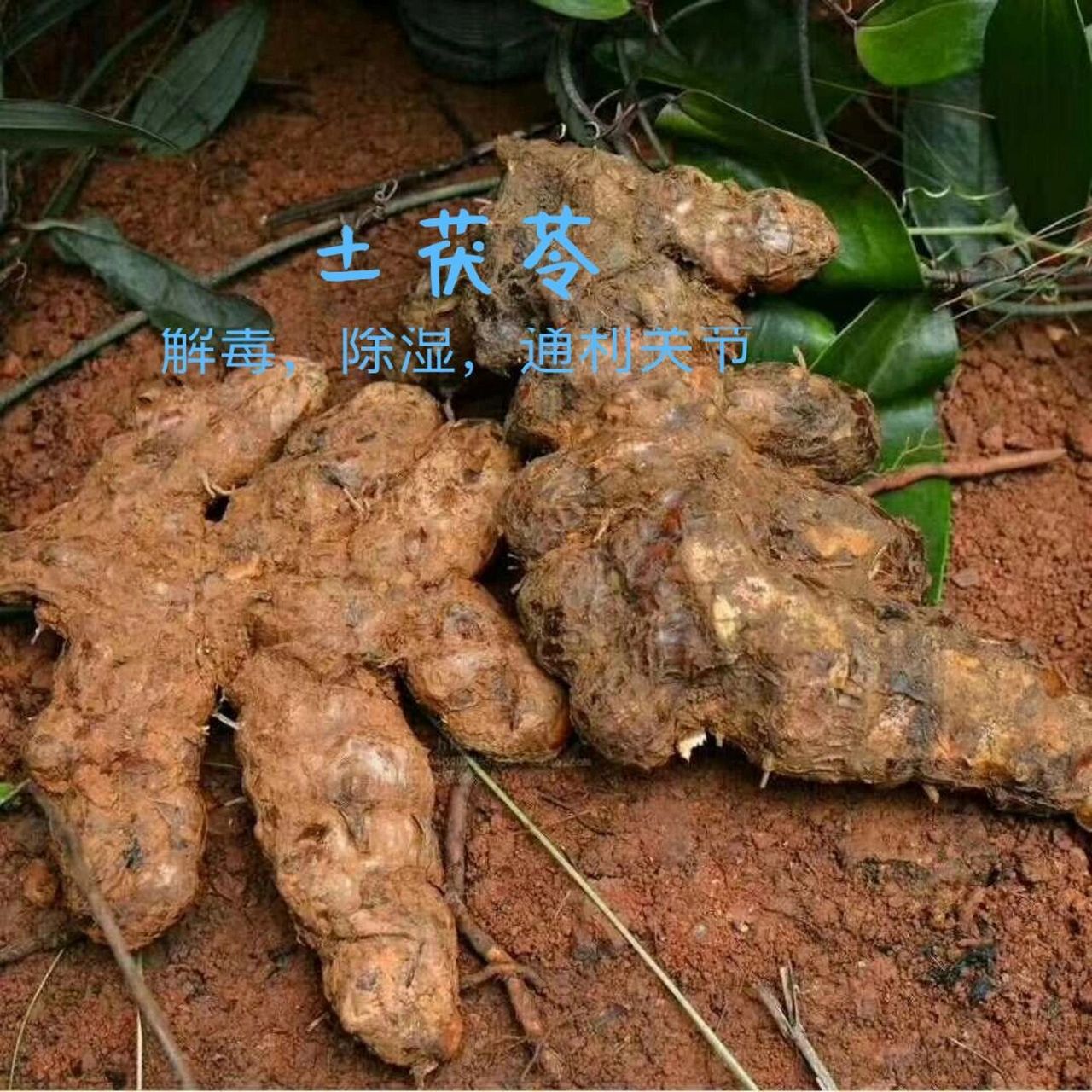 每日认识一味中药-土茯苓 土茯苓别名禹余粮,白余粮,饭团根,红土苓,土