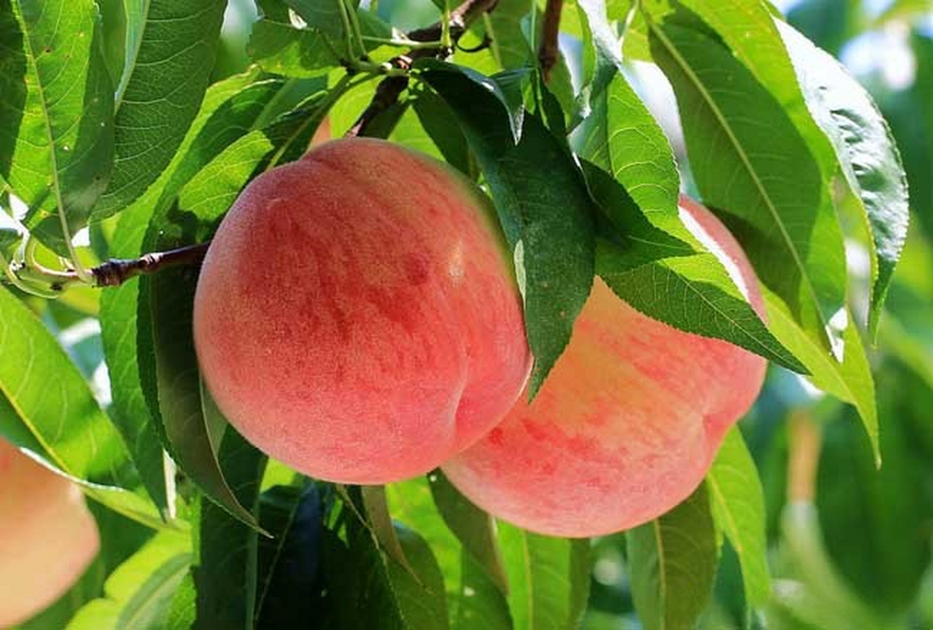 新疆库车百亩桃子喜丰收 #新疆旅游热度不减