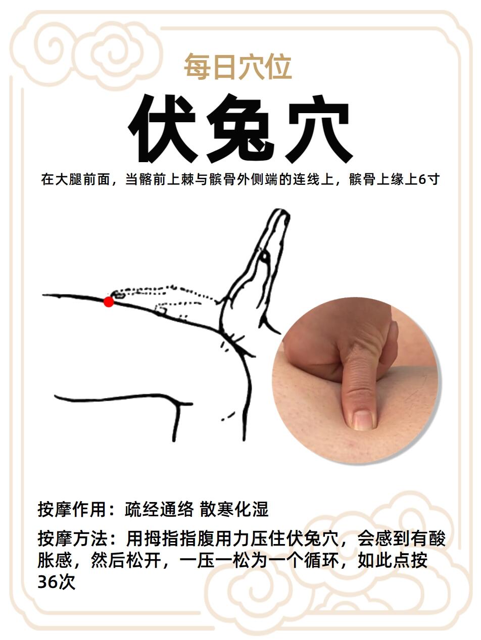 每日穴位-伏兔穴