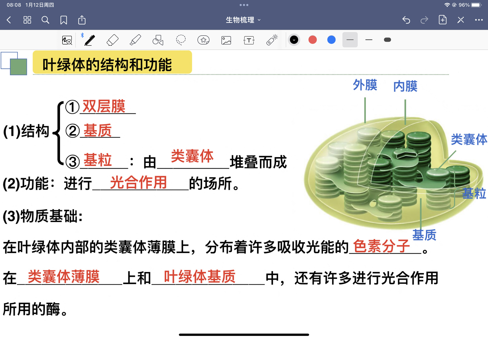 一张图分清叶绿体的组成