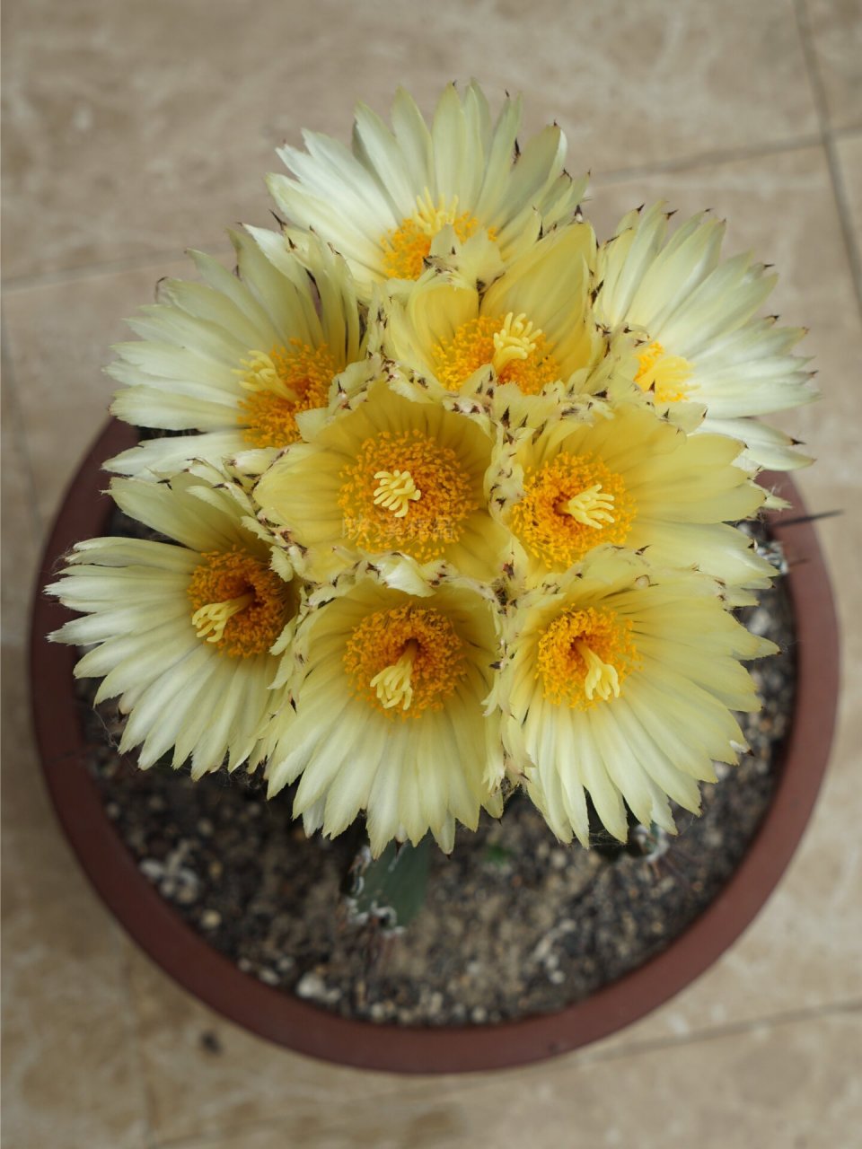 仙人掌花谱046|般若 【仙人掌花谱046】 91般若是一种星球属仙人球