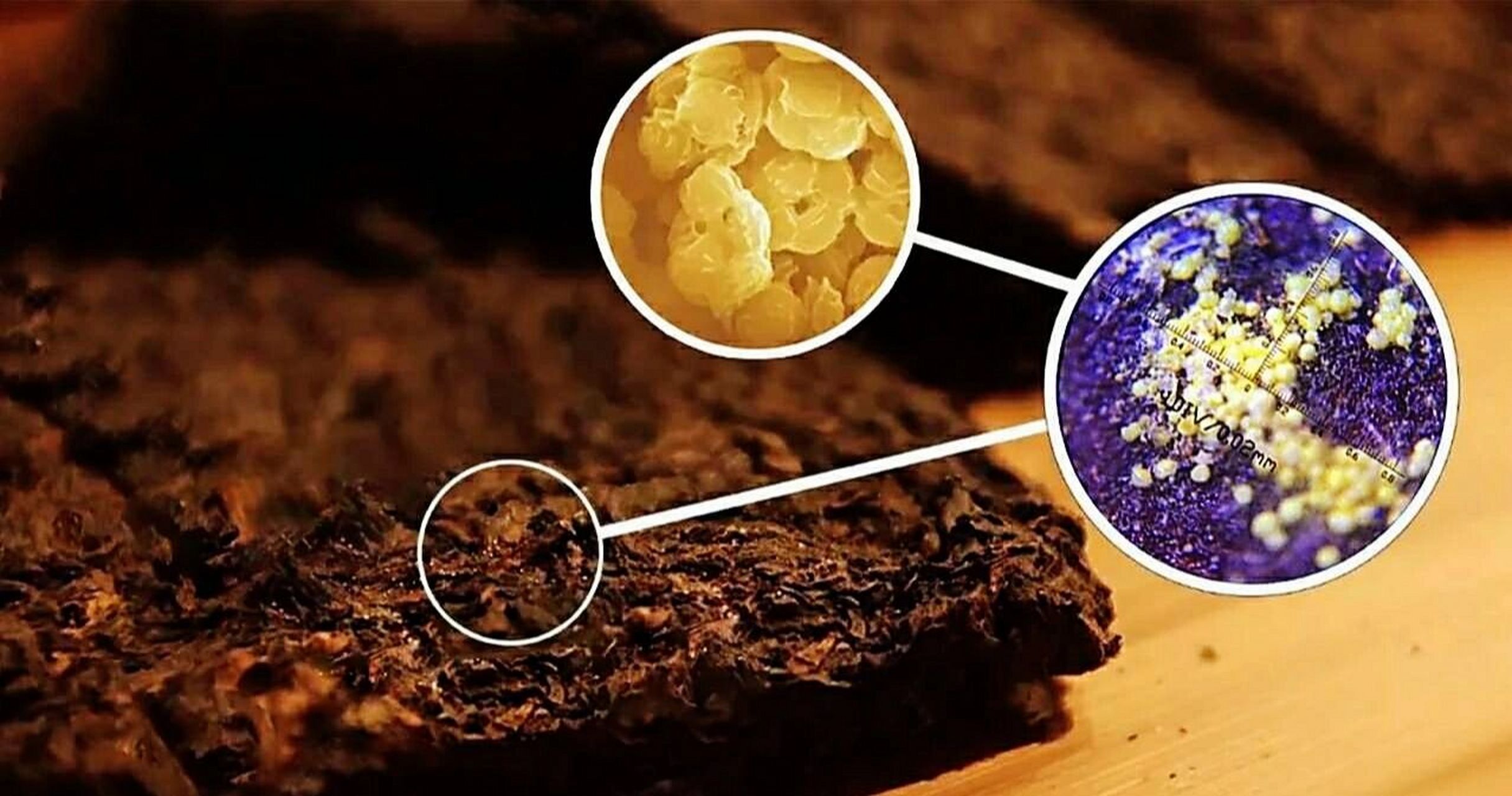 普洱金花 金花,学名冠突散囊菌,是一种茯砖之类的黑茶里比较常见的