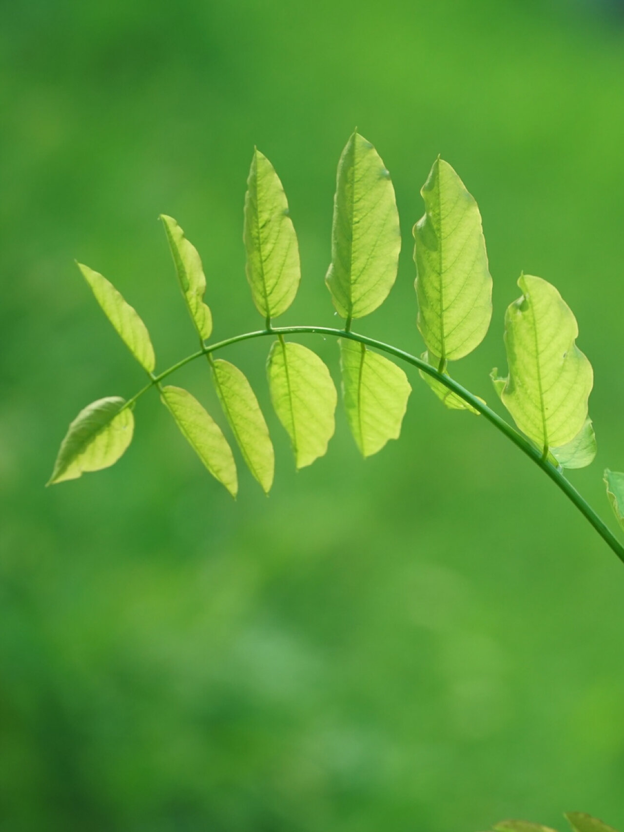 治愈系植物手机 ipad壁纸