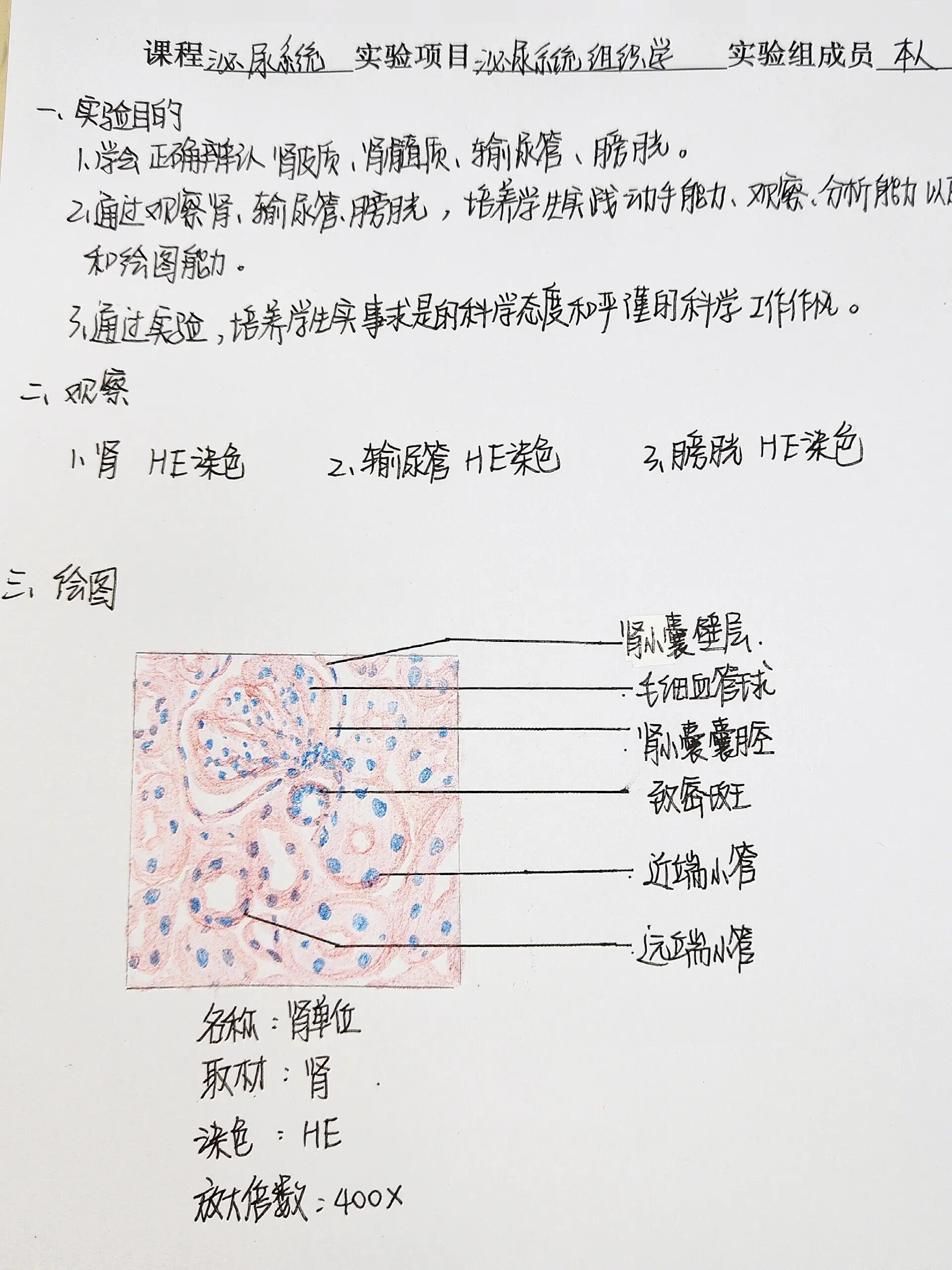 肾 红蓝铅笔绘图 绘图的关键在于: 1