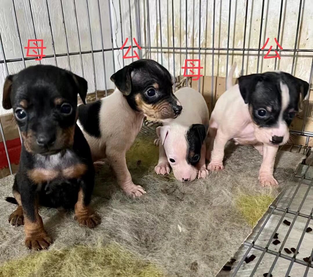 独特小体太仓犬