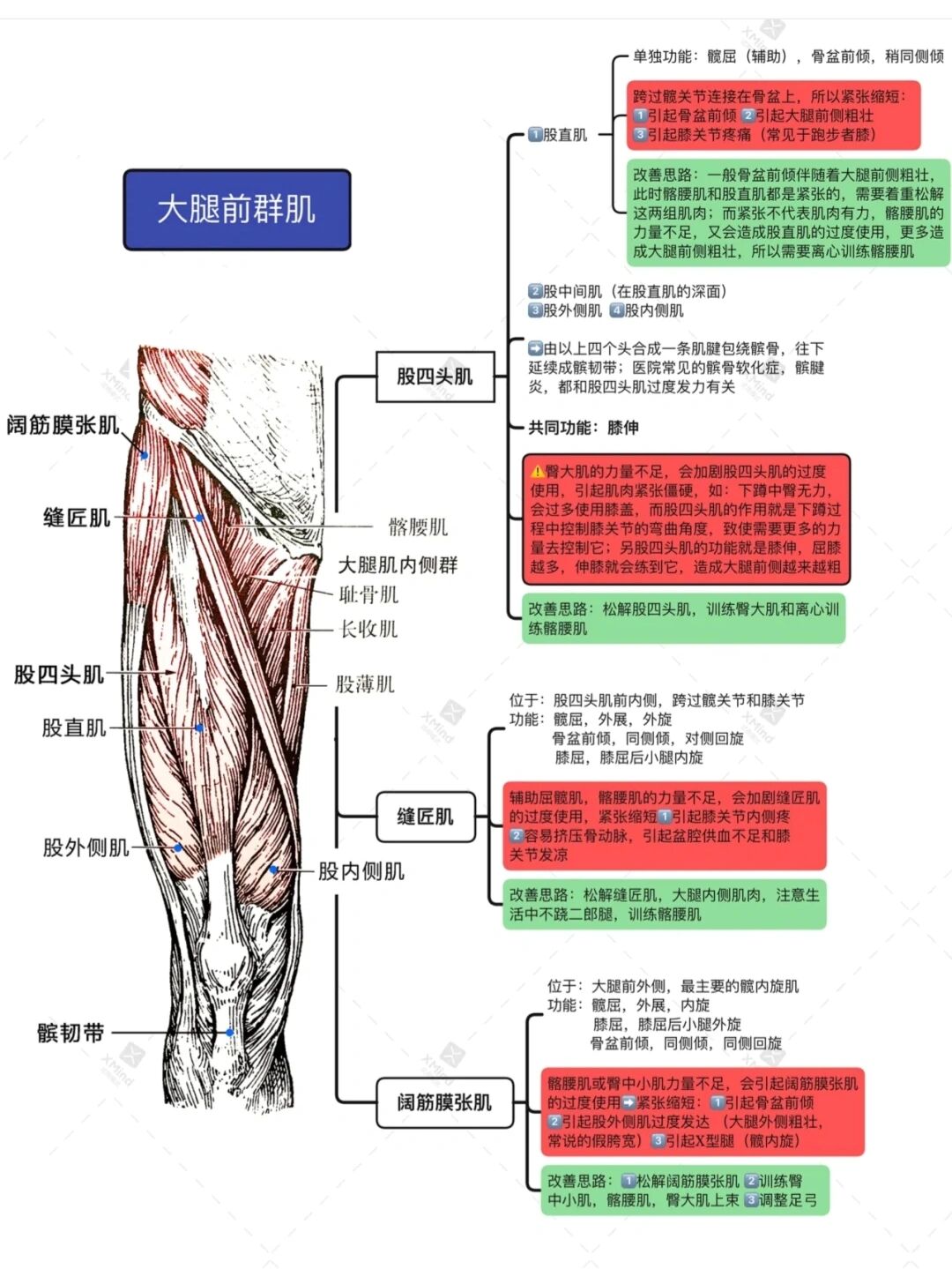 大腿前肌群 思维导图