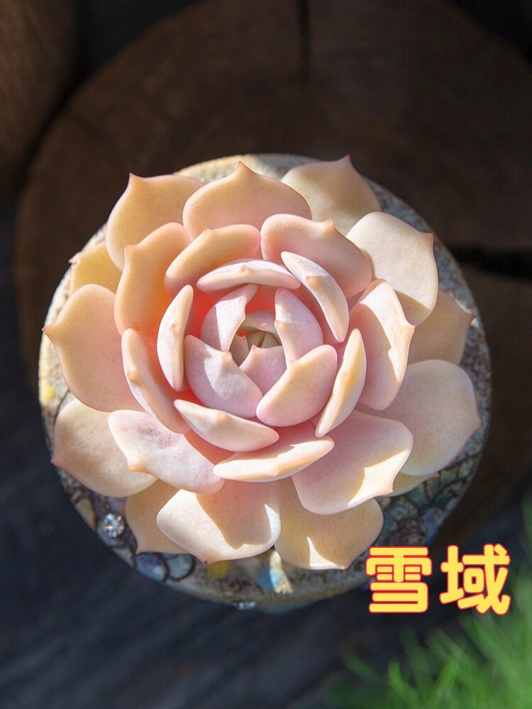 96每天认识一种多肉945896雪域