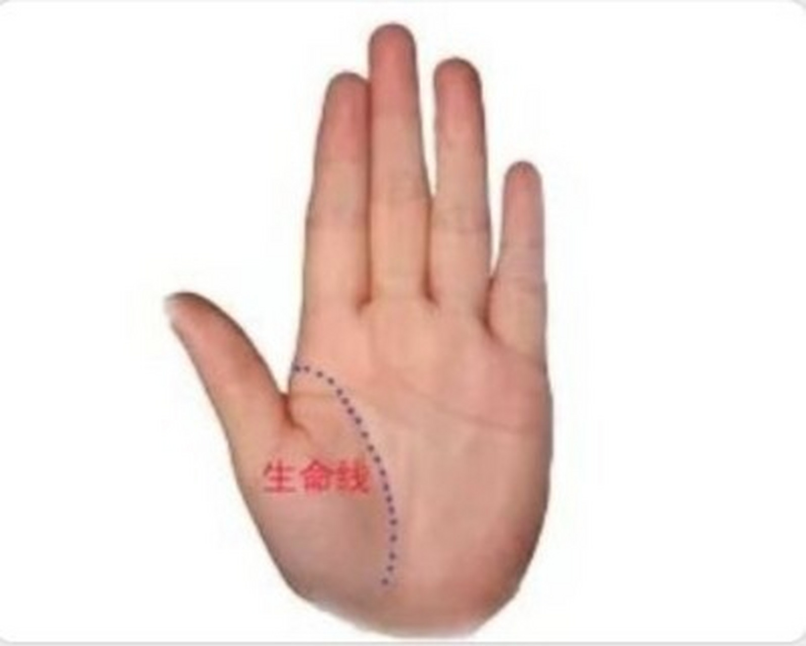 手相:生命线 生命线,即生命纹,是从大拇指与食指中间的掌边开始,往掌
