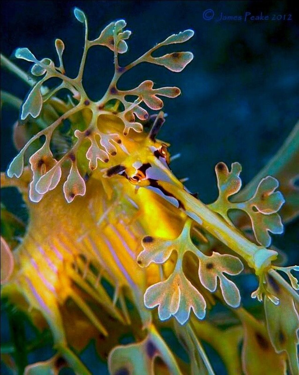 叶海龙(学名:phycodurus eques)是海龙科,叶海龙属鱼类.