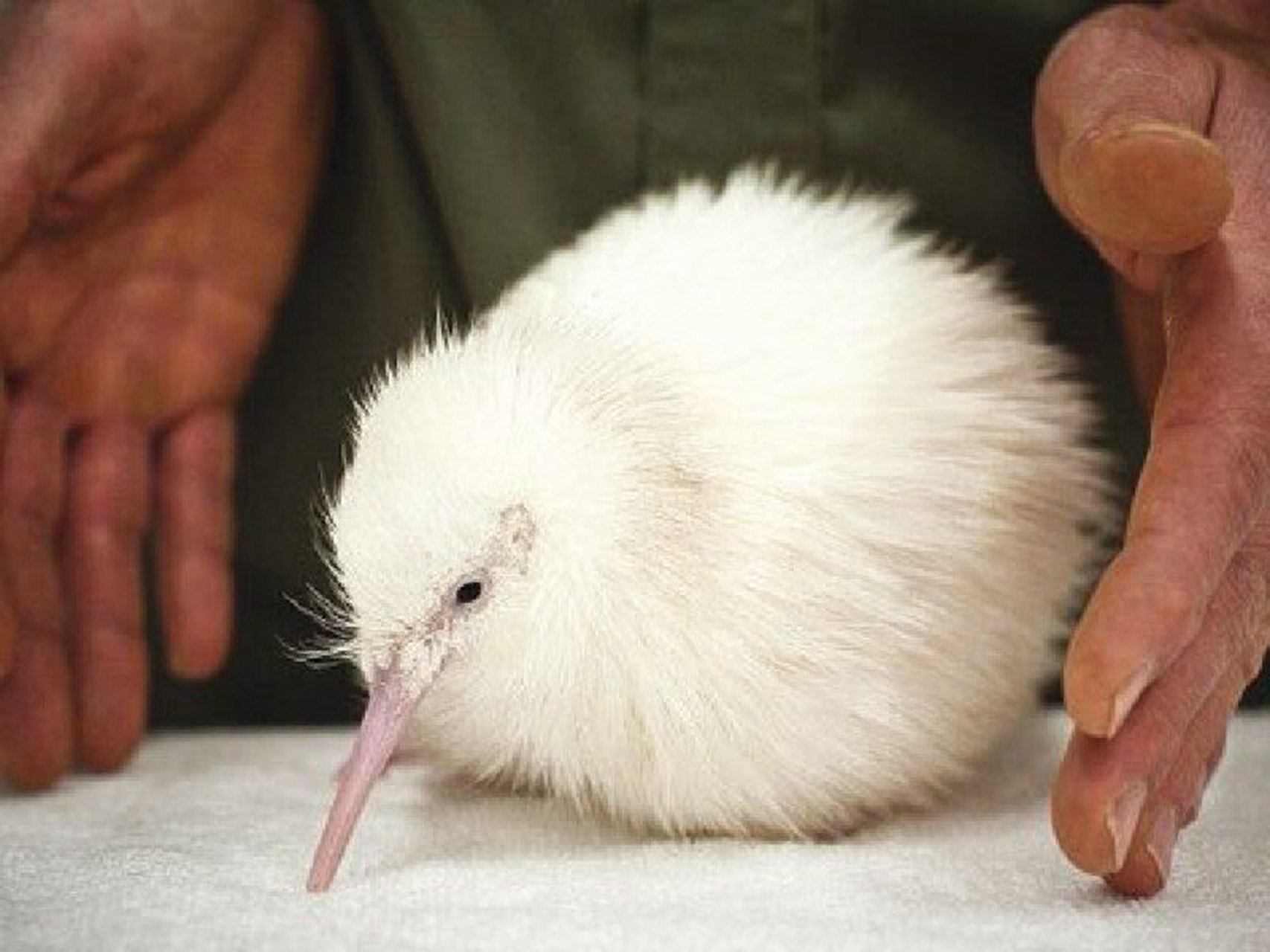 白色的无翅鸟: 几维鸟kiwi 几维鸟因叫声"kiwi"得名,被新西兰人看作是