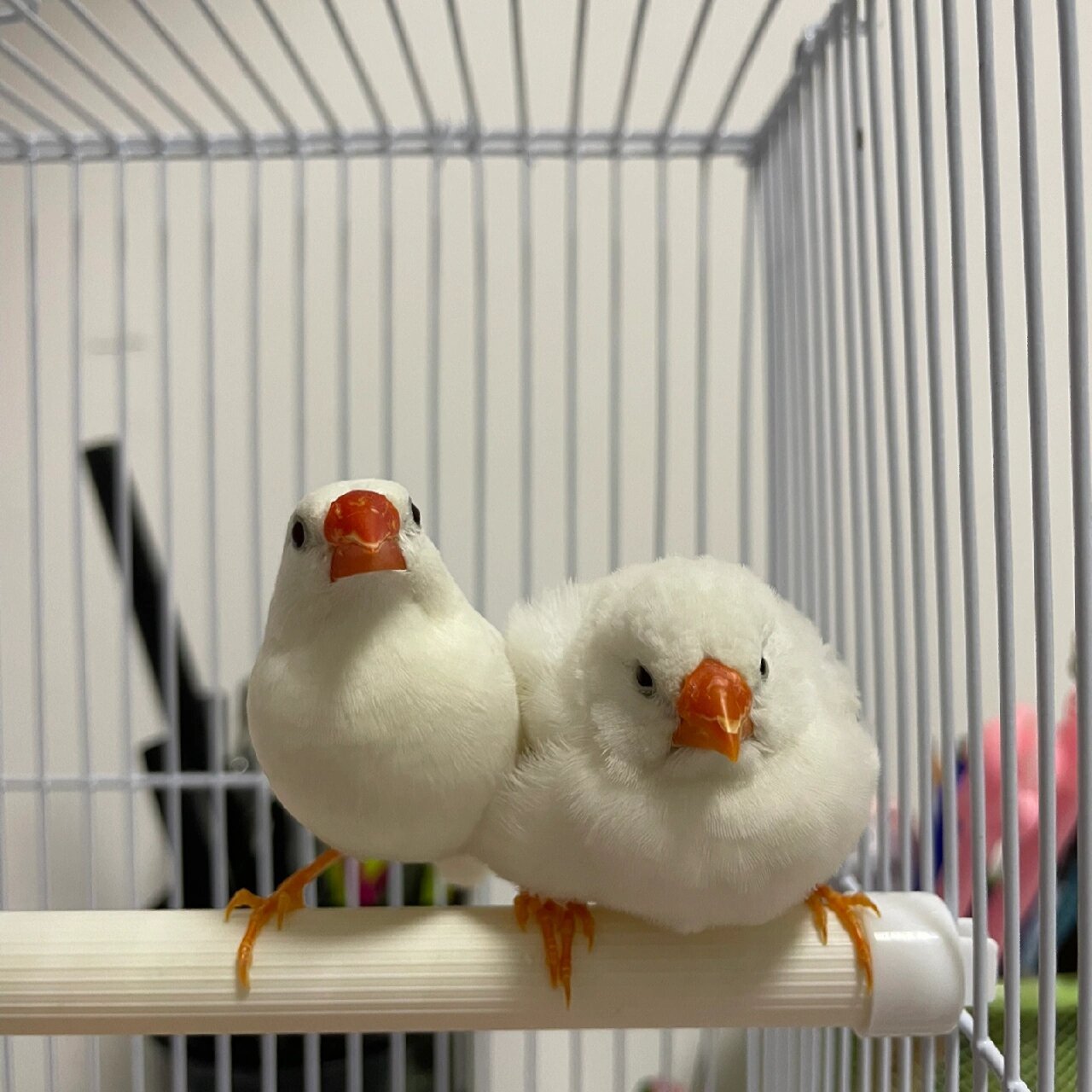 珍珠鸟炸毛怎么办 买回来还不到一周,这两天一直炸毛,昨天放在阳光下