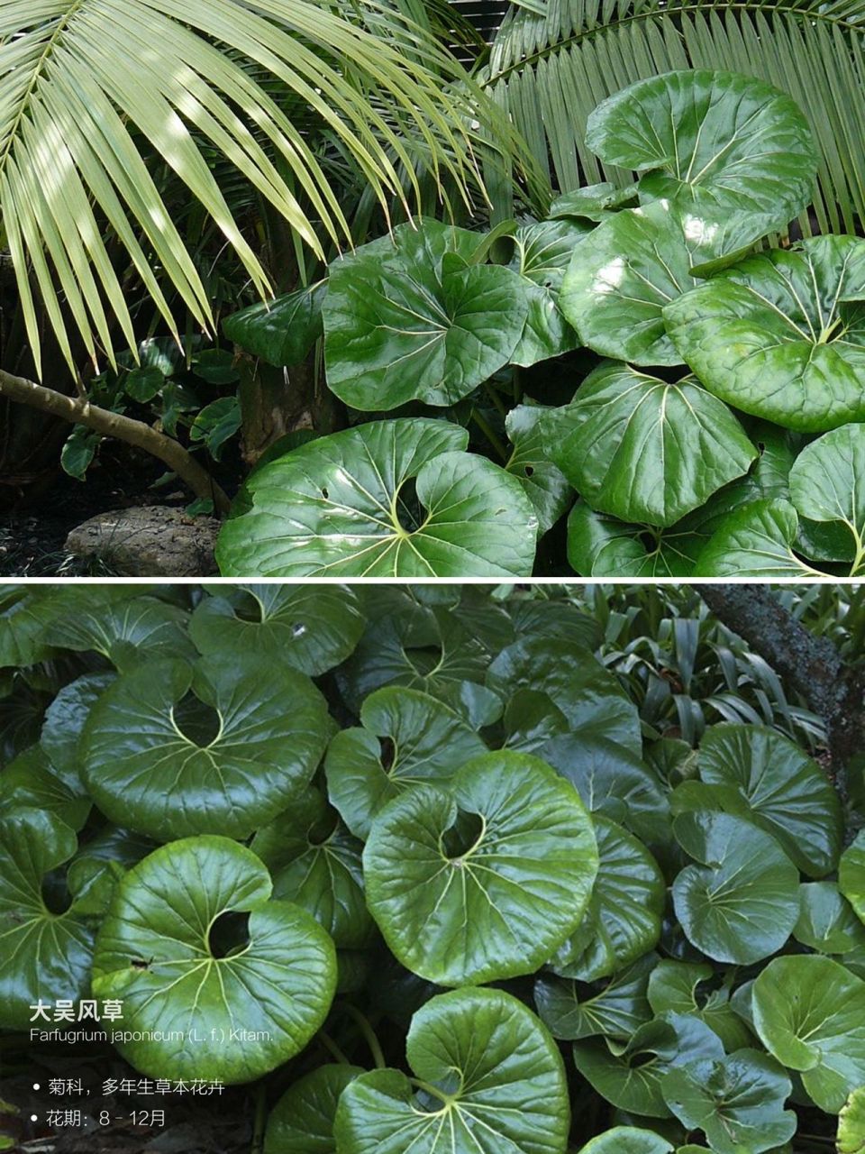 南方阴生植物图片