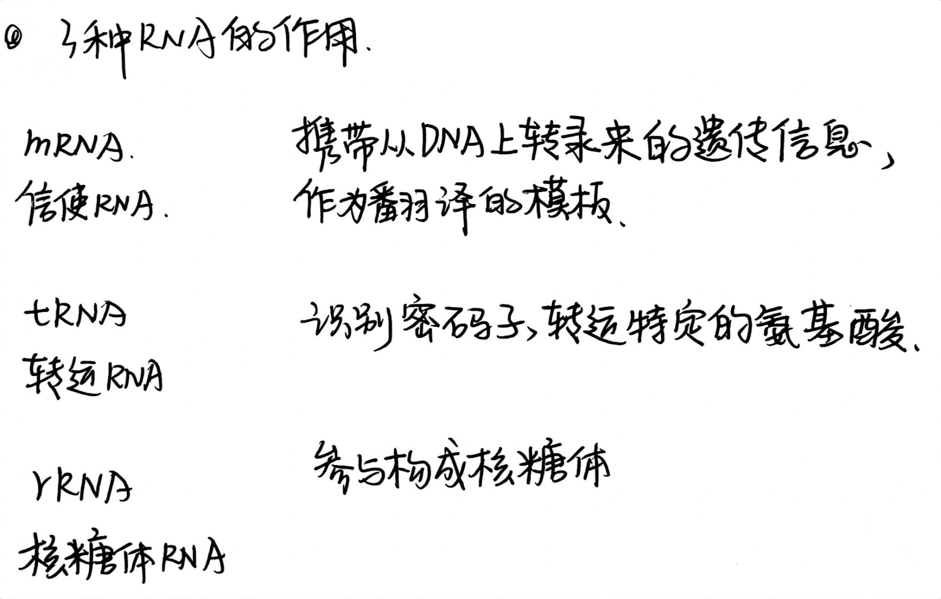 rna)识别密码子,转运特定的氨基酸rrna