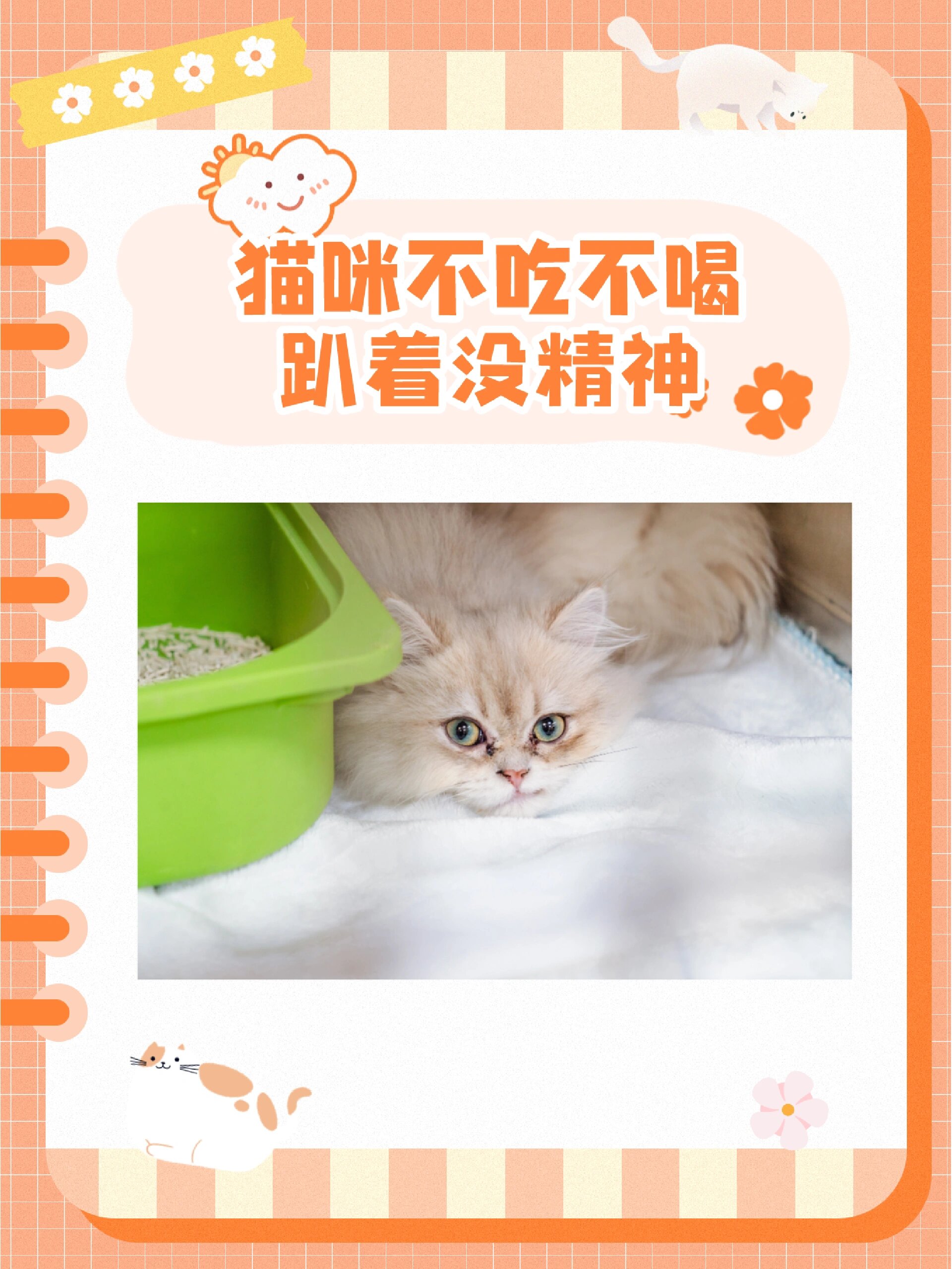 猫咪不吃不喝趴着没精神,这是怎么了?