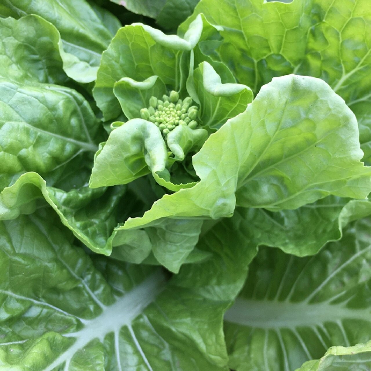 湖南農家露天白菜薹青口白菜心菜尖苔心菜 農家肥種的白菜薹很甜潤