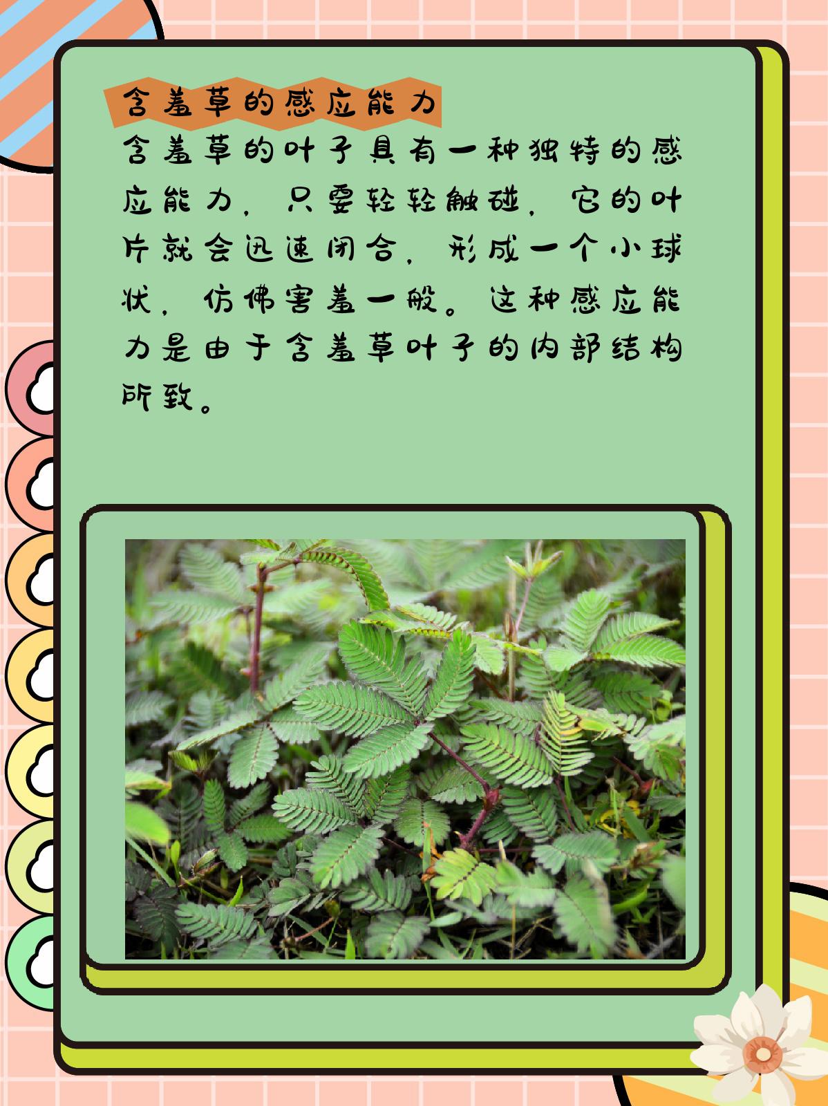 含羞草的样子和特点