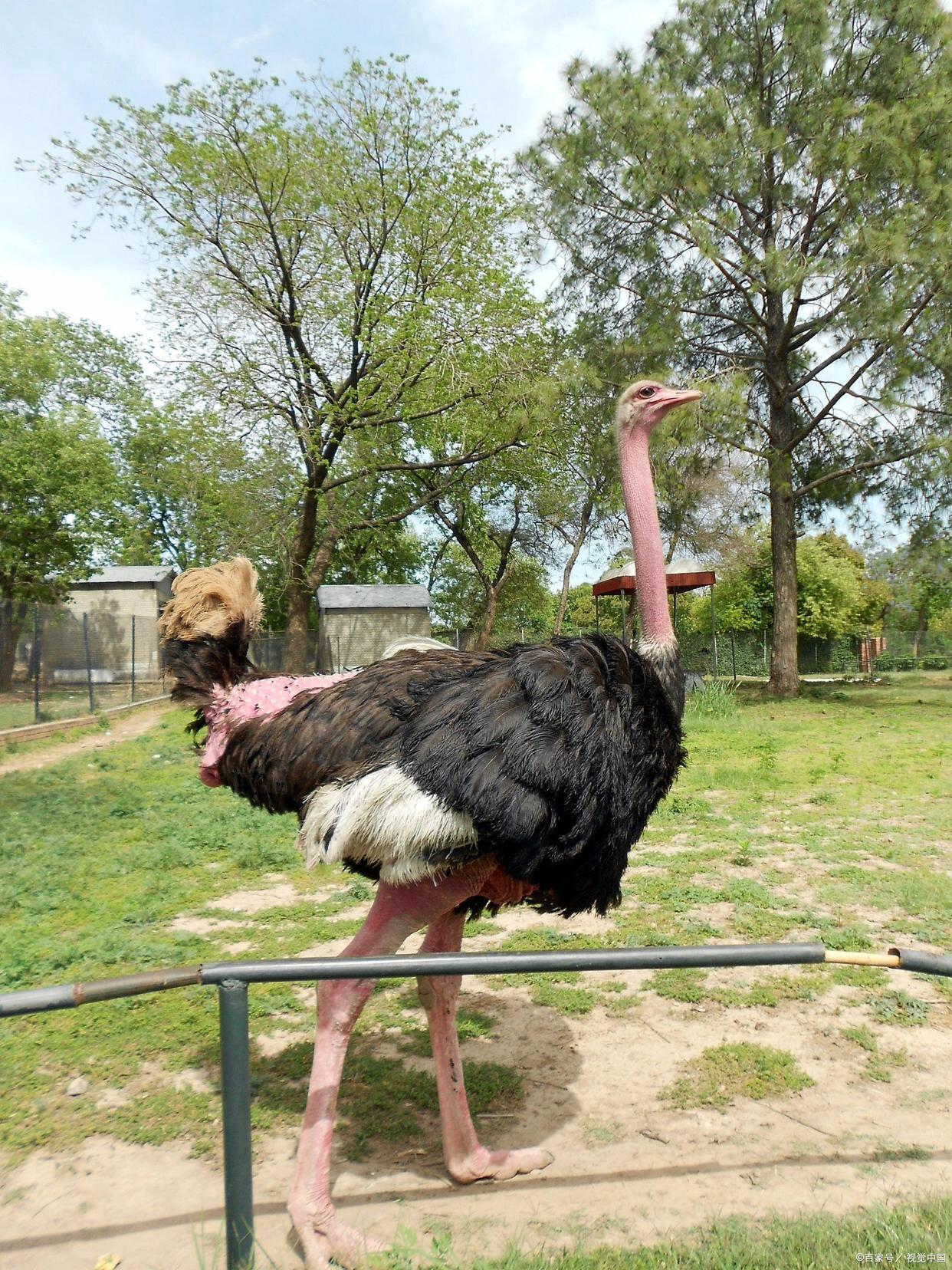 鸵鸟世界上最大的鸟类,身高可达2.5米