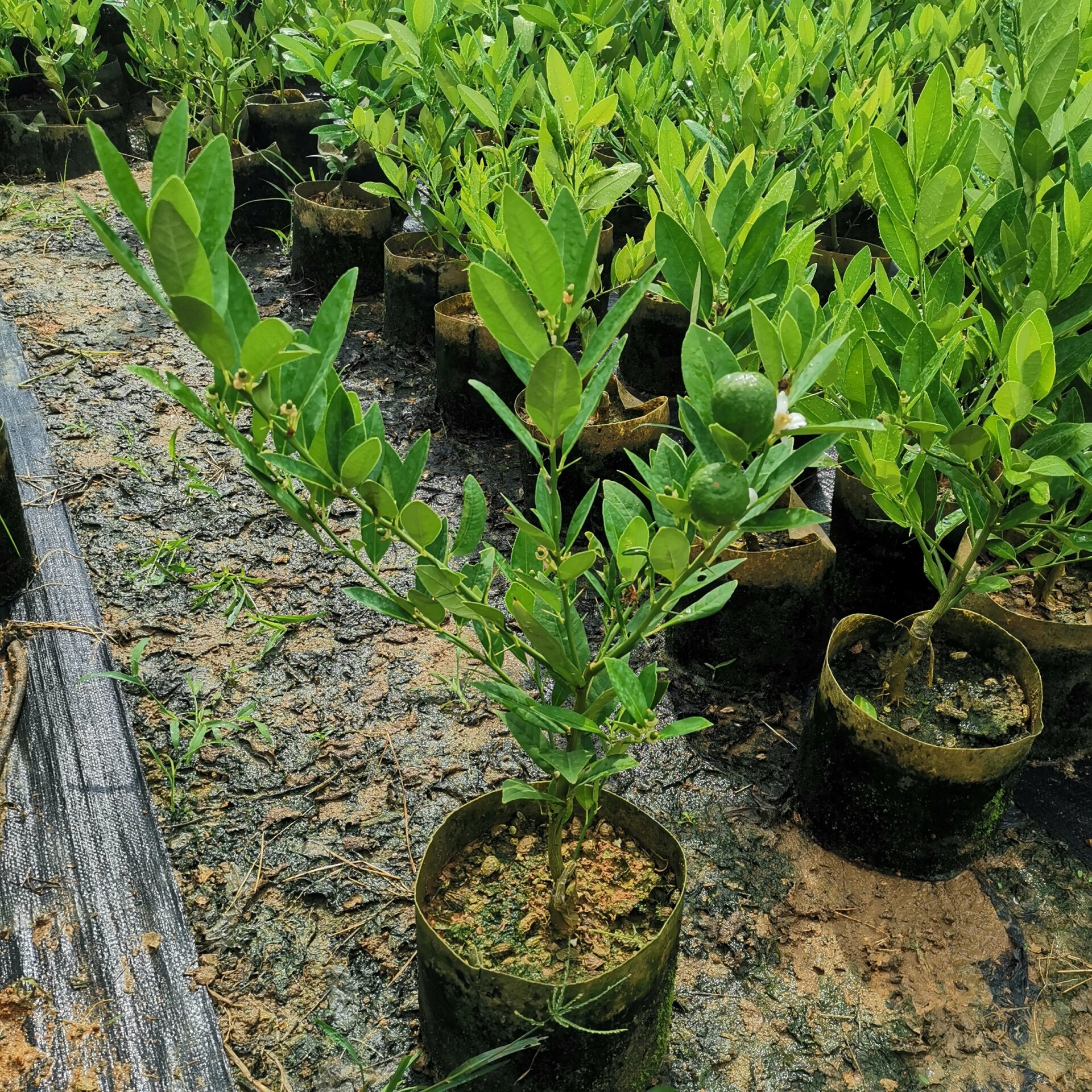 广东香水柠檬,真的带果发货 自家苗圃香水柠檬树苗,  带花或带果发货