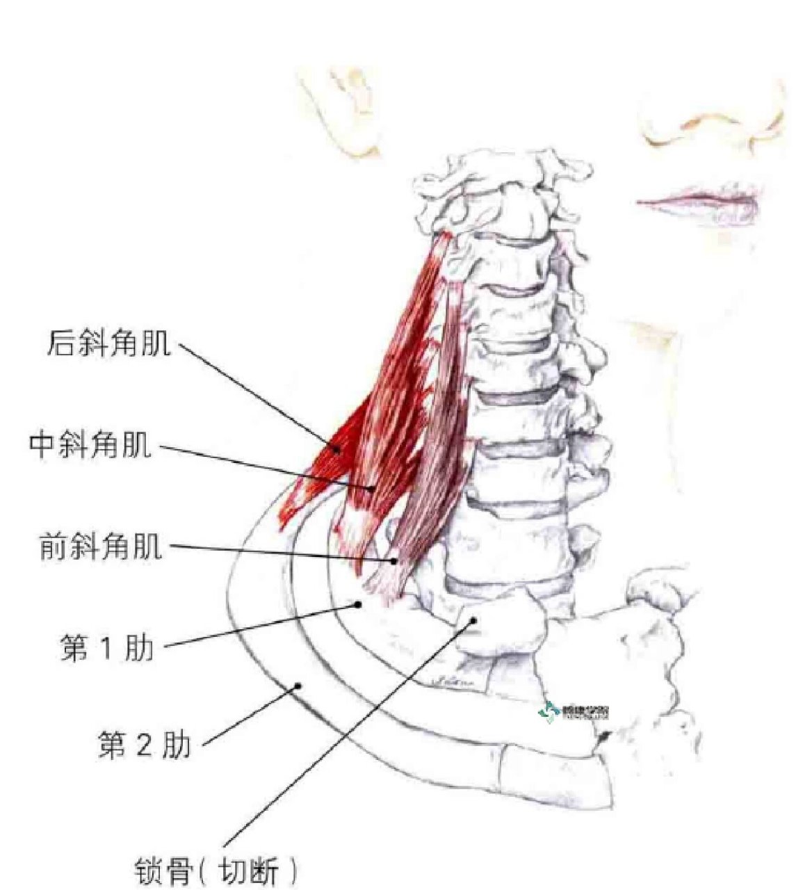 因为臂丛神经是从前中斜角肌位置穿过的