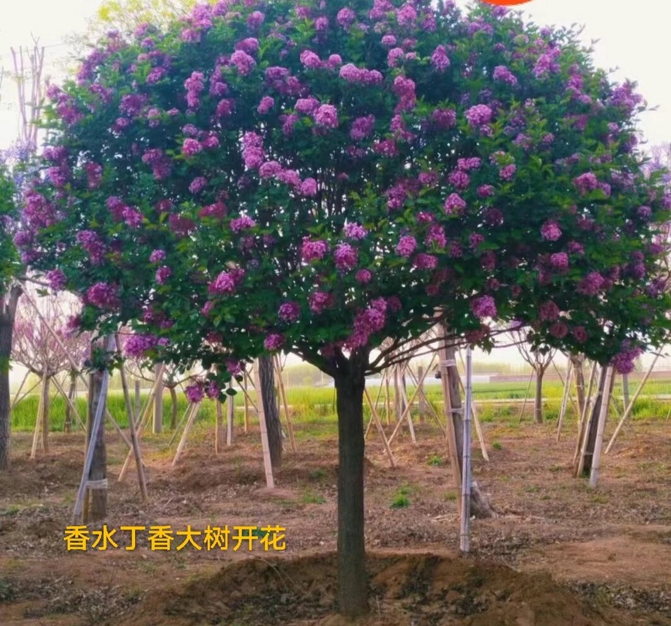 香水丁香是引进比较早的国外丁香品种.