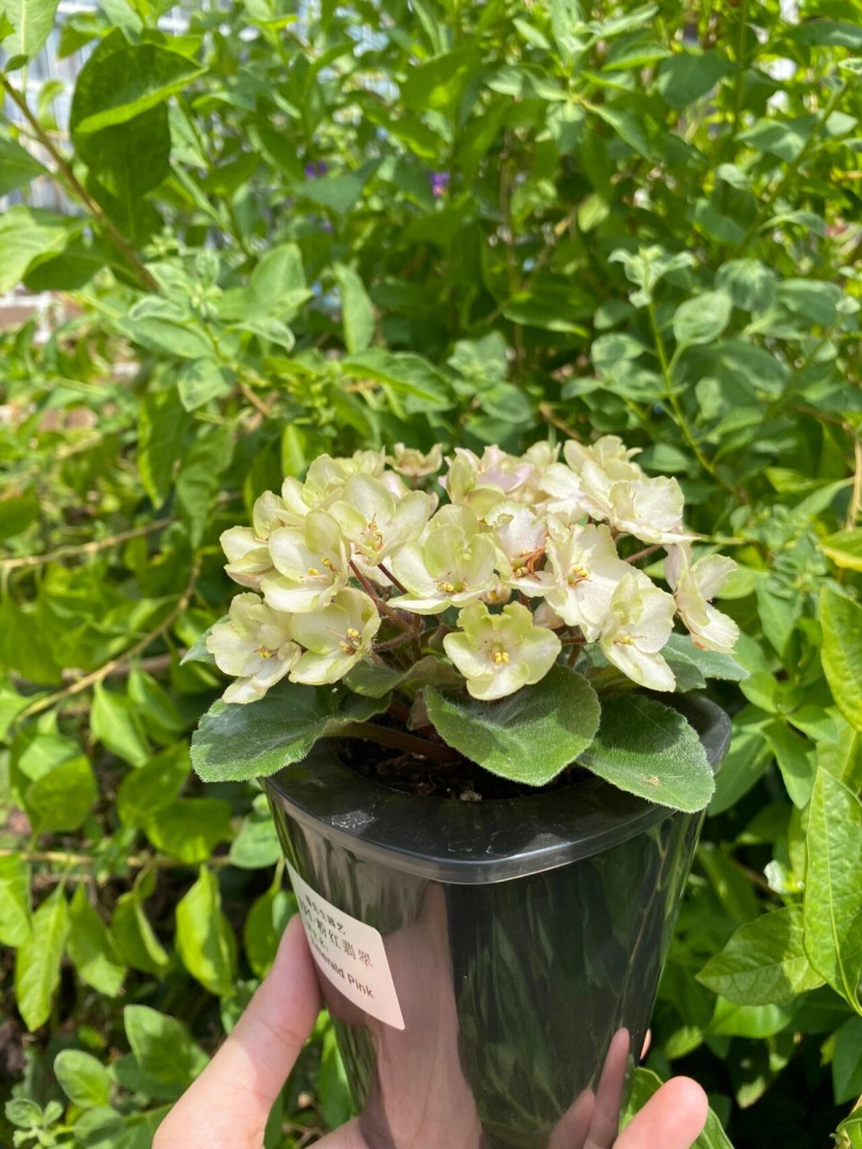 翡翠 花期超长的"塑料花" 331粉红翡翠,是新手强推的一个非洲堇品种