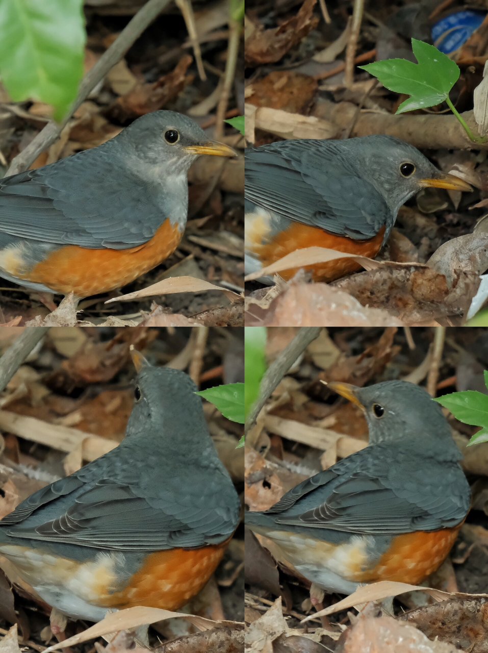 观鸟|灰背鸫(鸟种序号:12/观鸟次数:2) 灰背鸫( 英文名:grey-backed