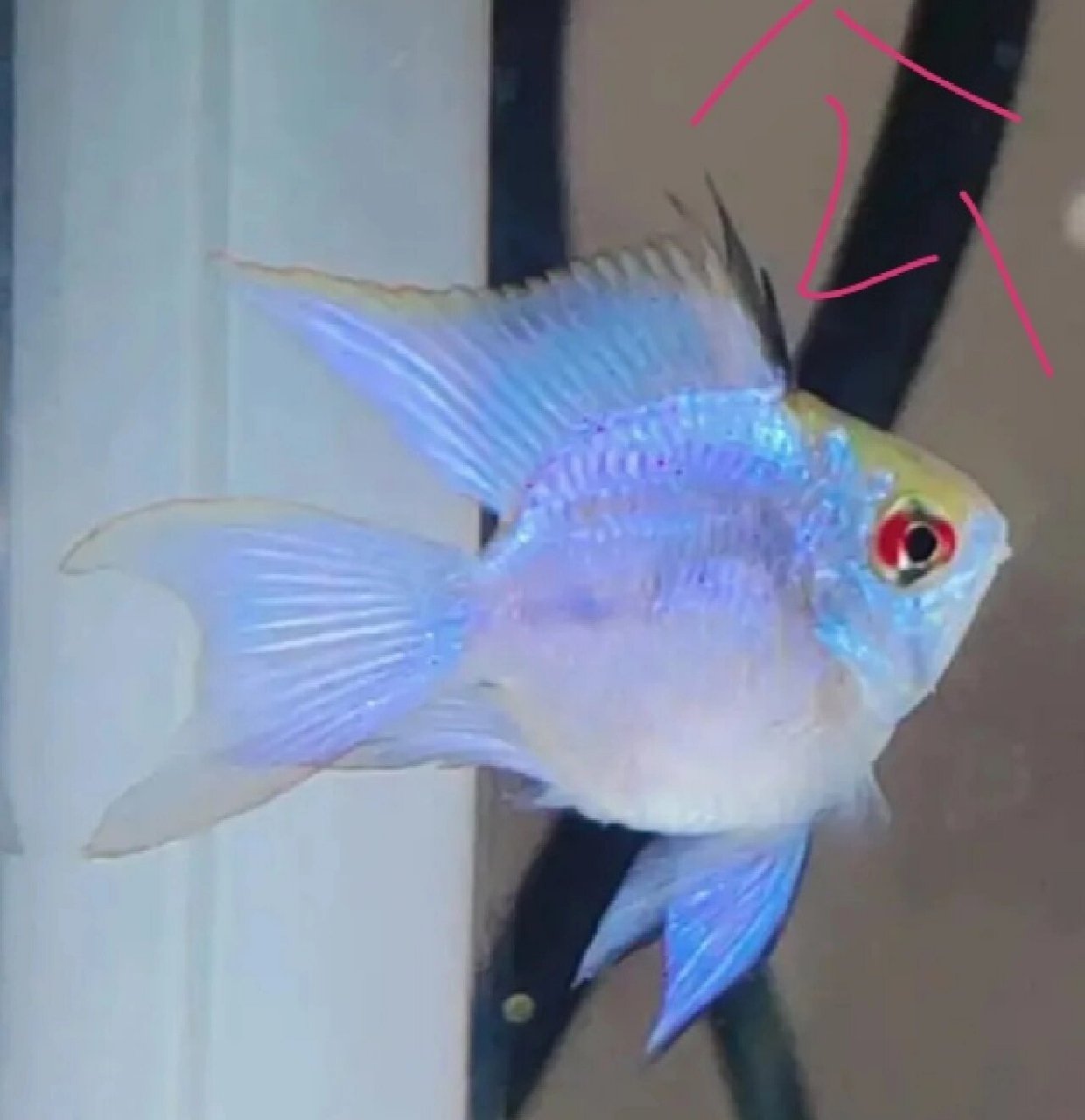 养鱼日记# #桃心长尾金波子# #蓝波子# #长尾阿凡达蓝波子# #热带鱼