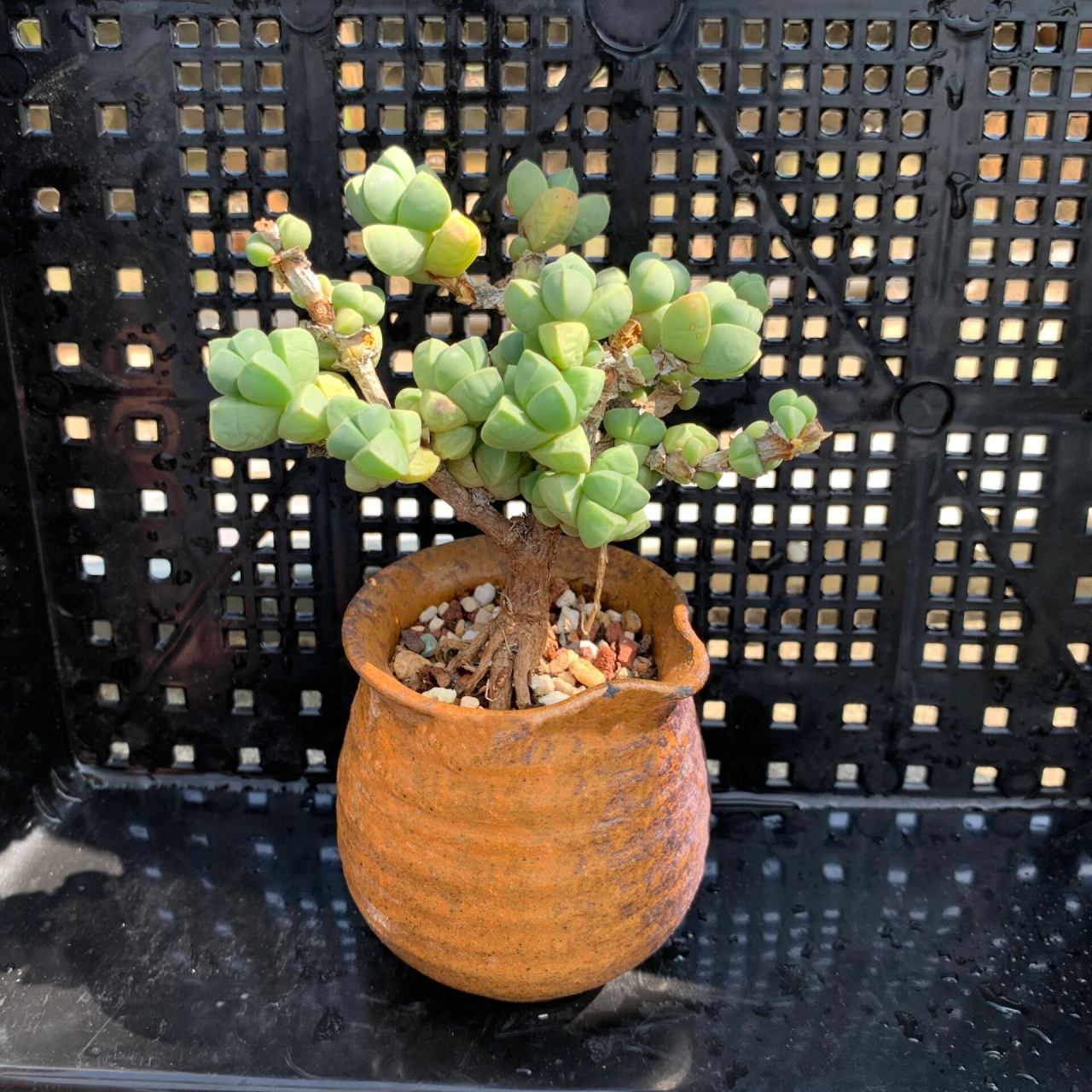 00夏日清凉款多肉|鹿角海棠盆景造型桩       	 新手易养活,老玩家