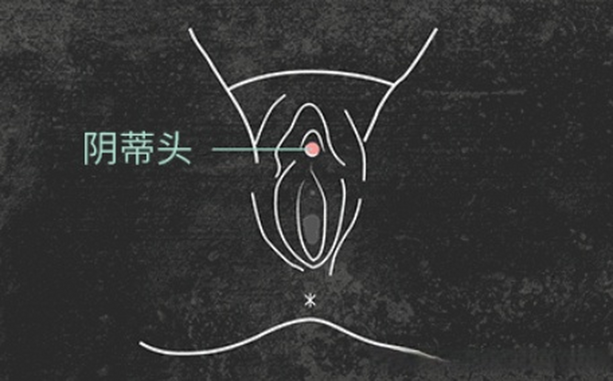 阴蒂作为女性性感器官,是一颗位于阴唇前边顶尖部,圆柱形的豆豆