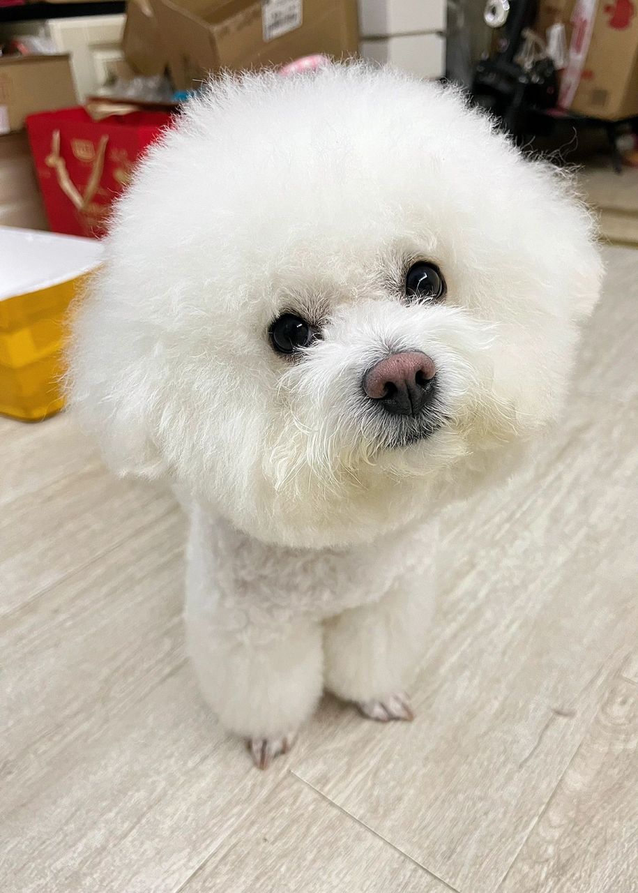 多少钱90买比熊?