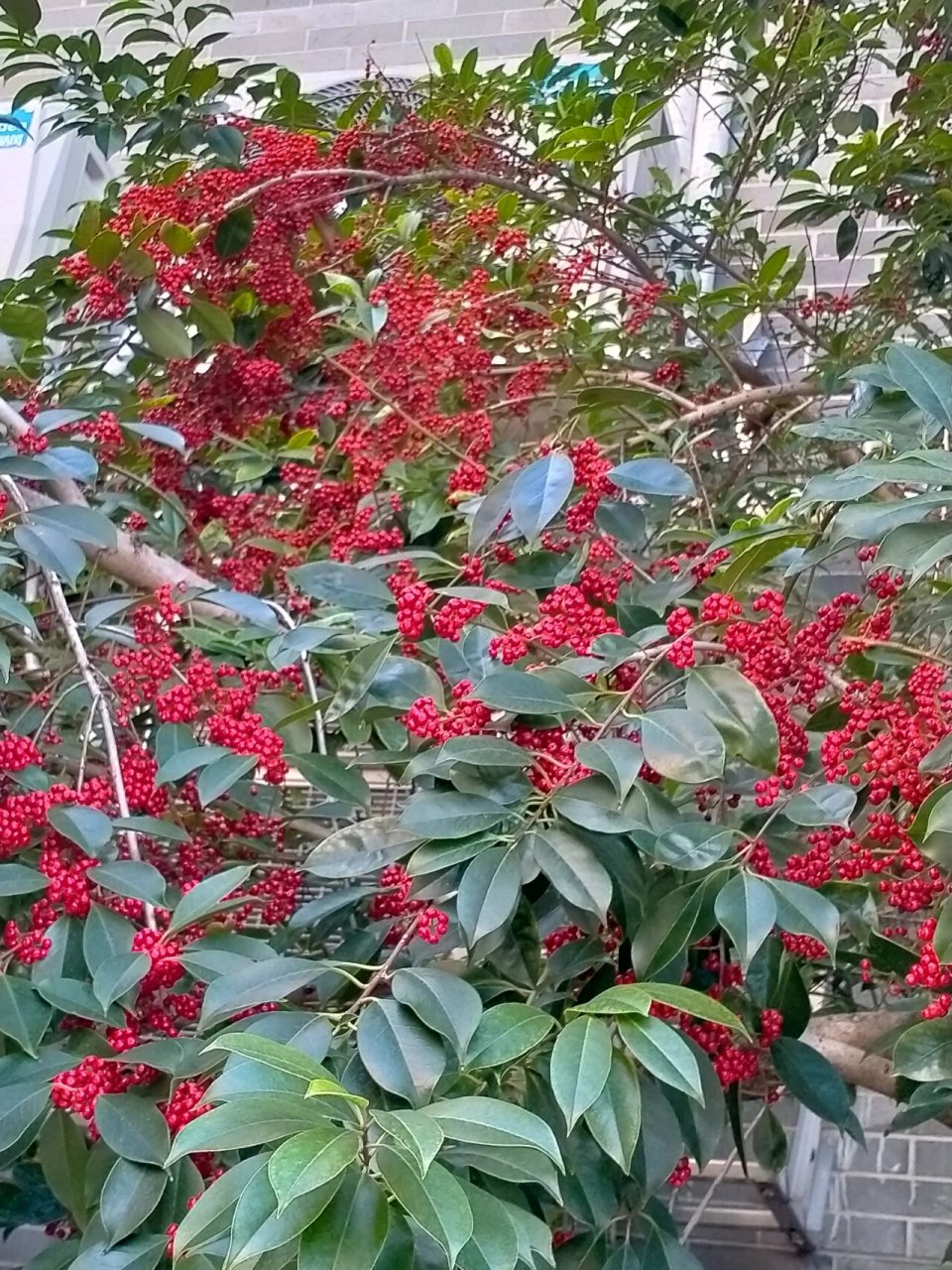 红红火火铁冬青 铁冬青是一棵树,冬天的铁冬青结满了红色的果子,千颗