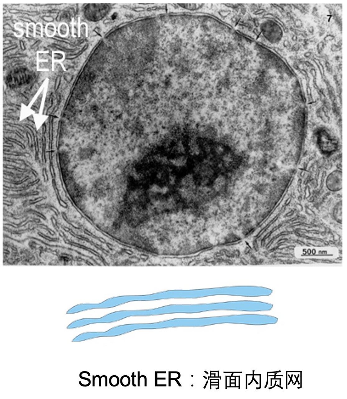 电子显微镜下的细胞器 97图1~3图片来源:histology guide 08