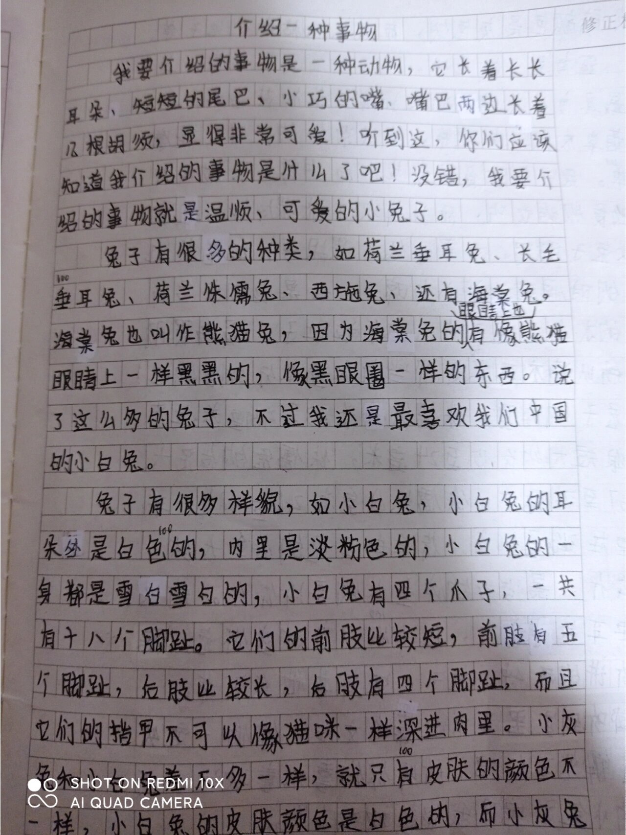 兔子的外貌描写100字图片