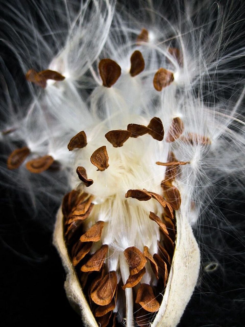 大自然的艺术品,在风中起舞的种子|马利筋 马利筋(asclepias curas