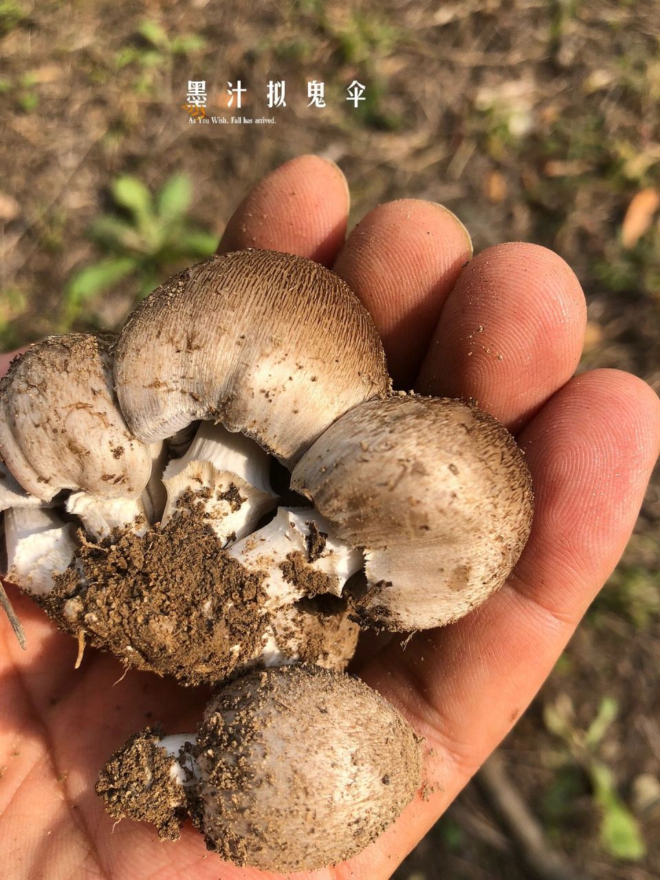 家门口的菌子(3):墨汁拟鬼伞等几种 下午去家对面的公园遛弯,又在老