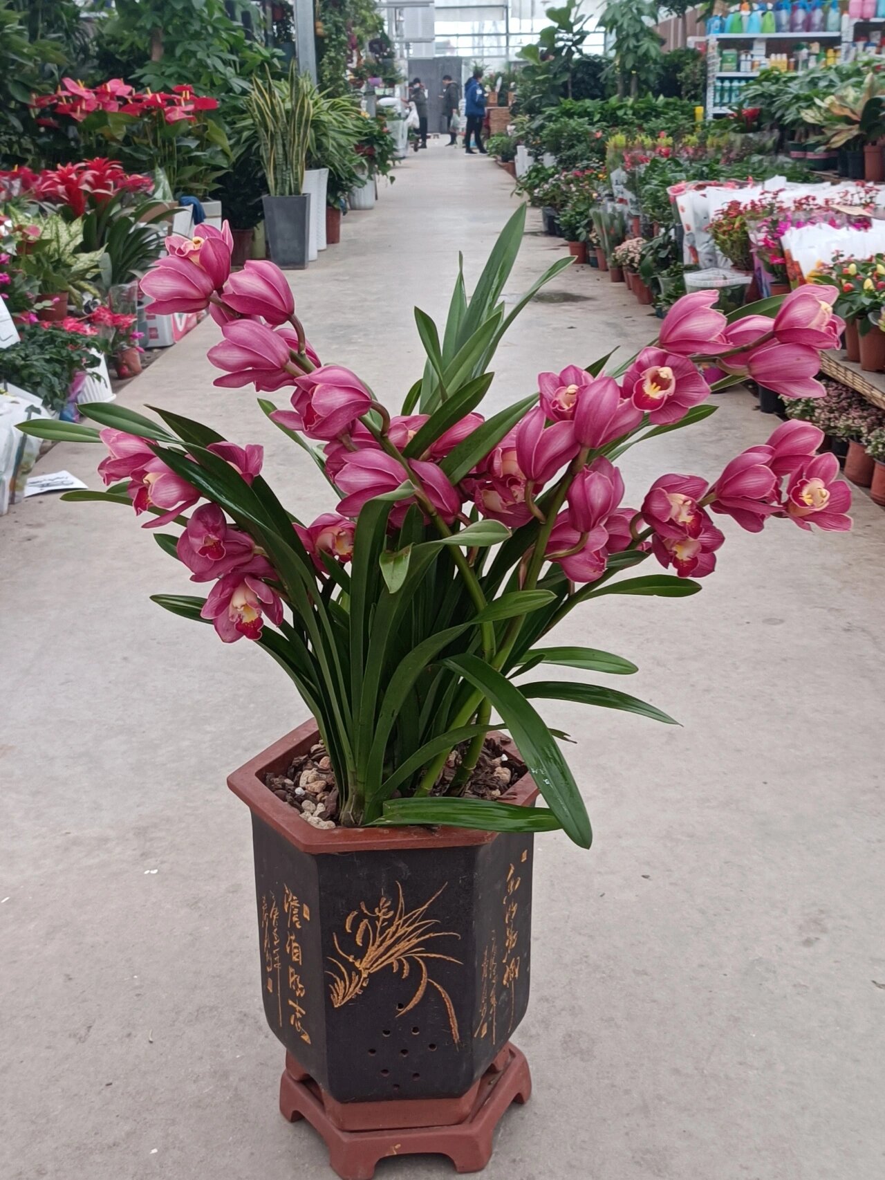 大花蕙兰 大红袍