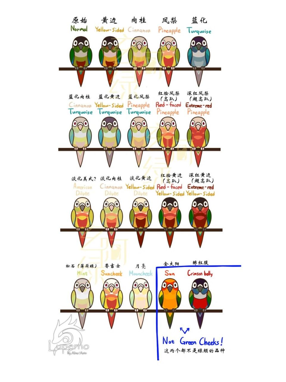 小太阳鹦鹉的漫画品种图 小太阳鹦鹉原名绿颊锥尾鹦鹉,锥尾鹦鹉属有