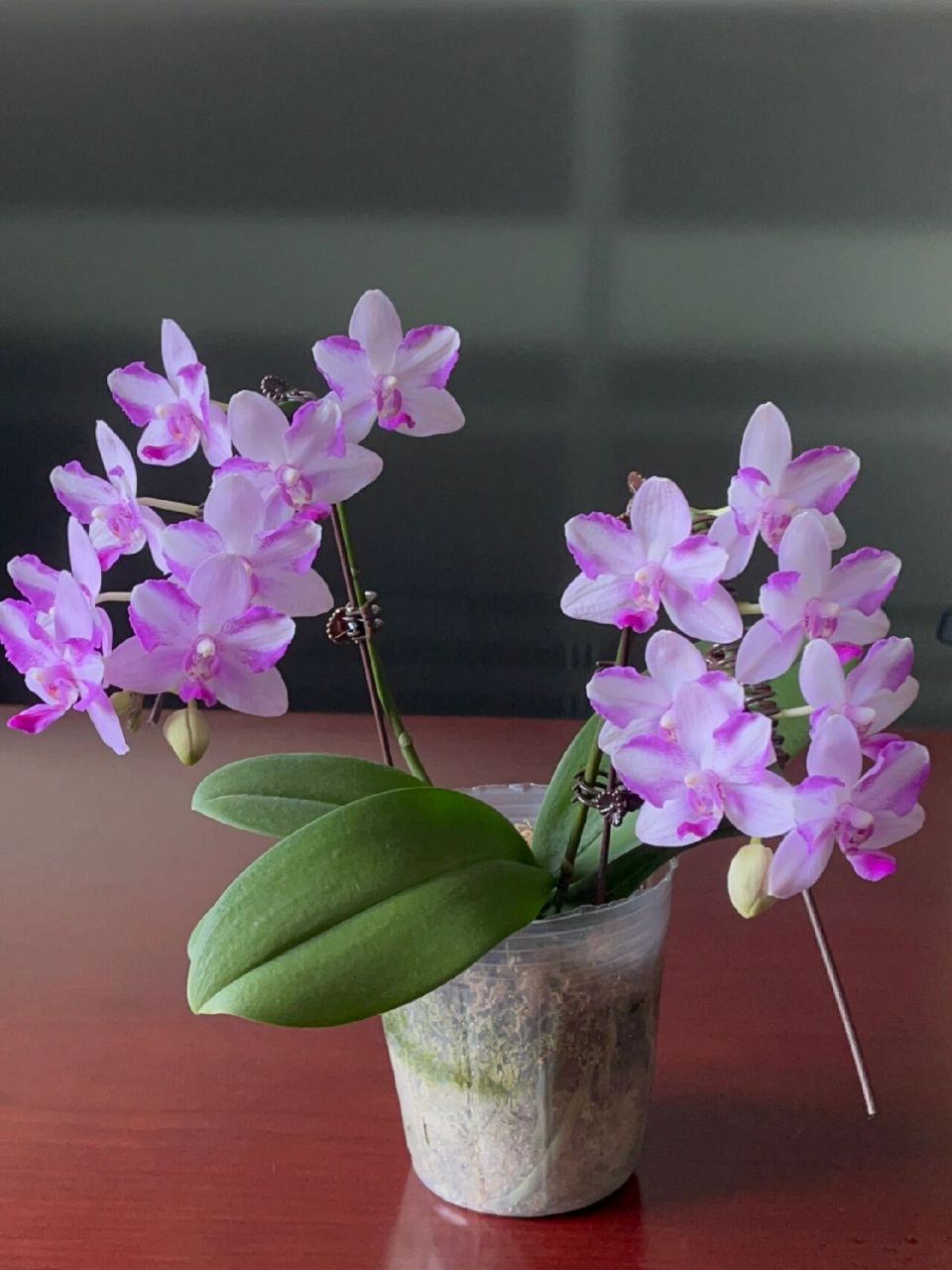 蝴蝶兰:紫水晶(双花剑凹造型版) 不愧是新手推荐的紫水晶 花期长 有