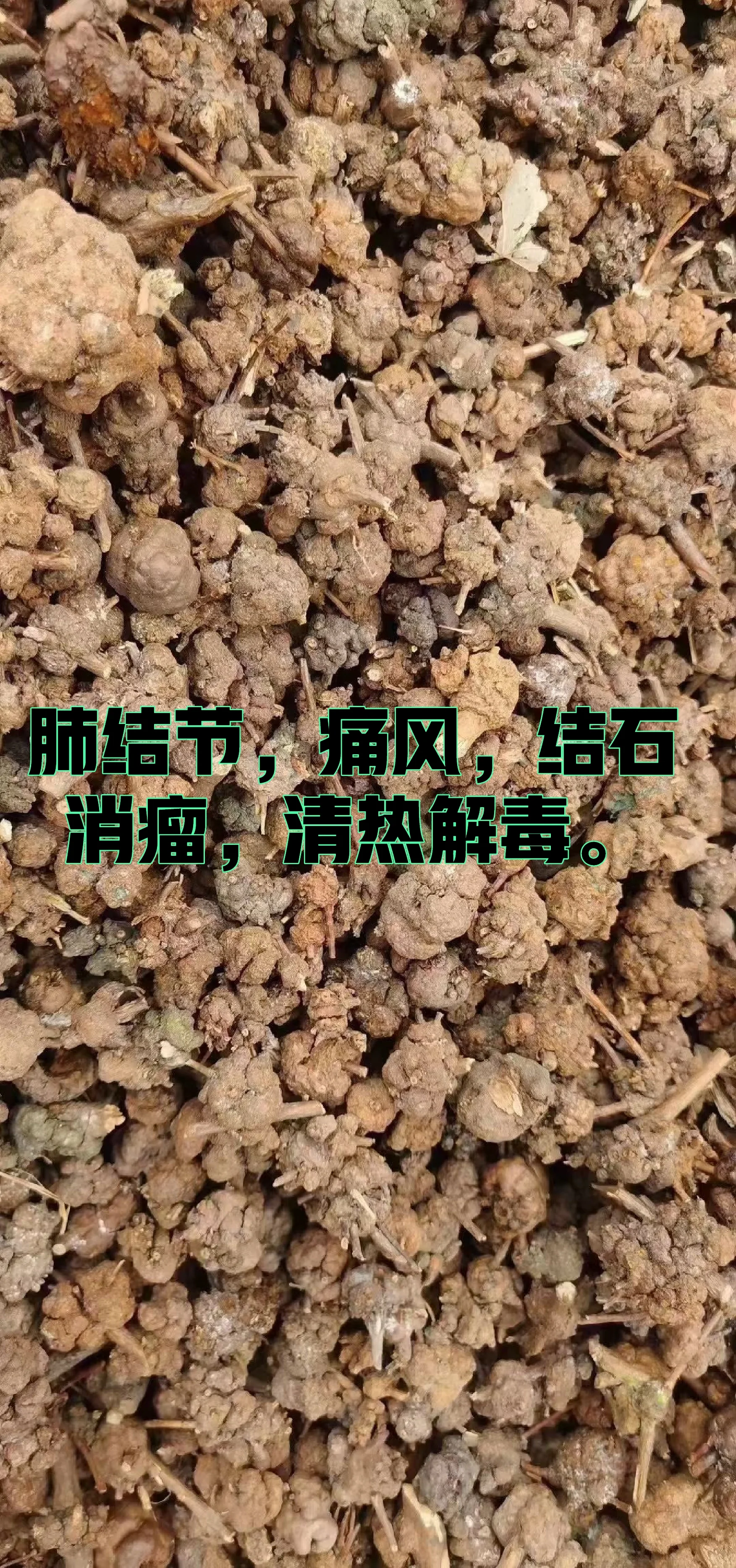 功效,肺结节,痛风,结石,消瘤,清热解毒. 消瘤果又叫香茯苓.