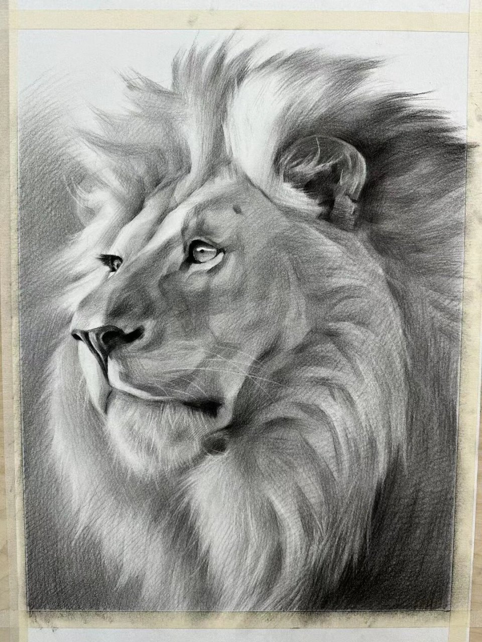 长春画室|素描狮子教程 素描打好基础之后,要敢于突破,各种动物都值得