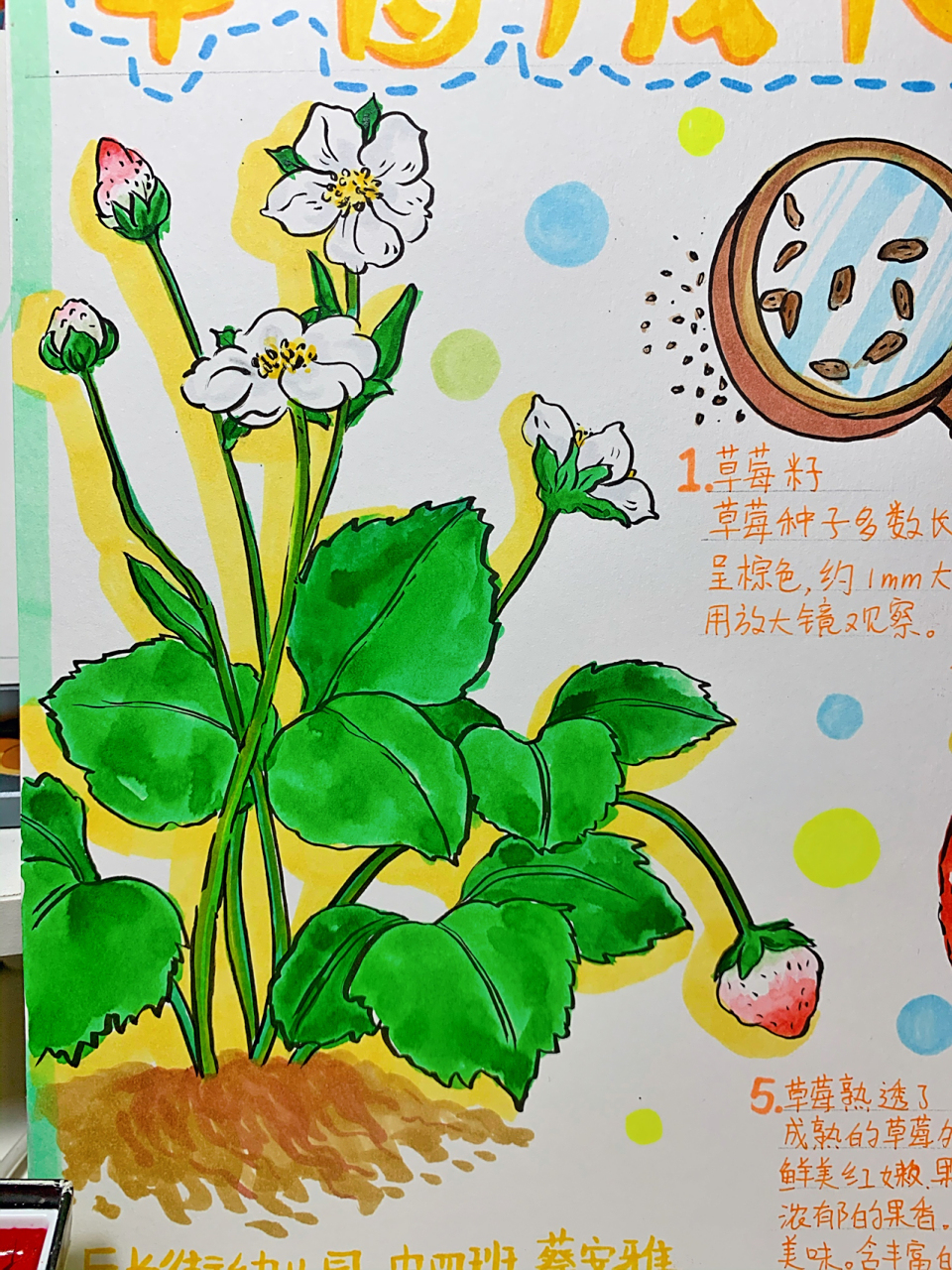 幼儿园自然笔记手抄报 幼儿园自然笔记手抄报