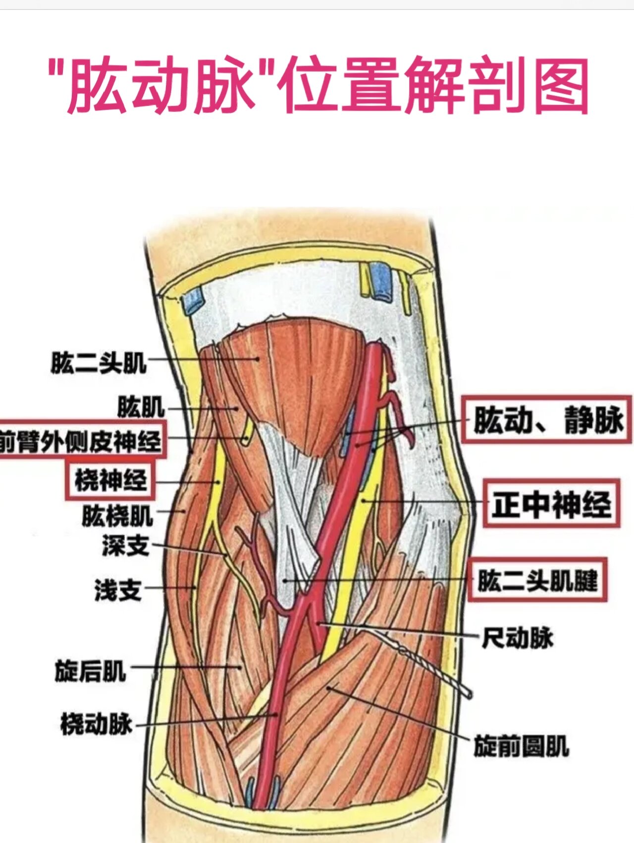 肱动脉搏动位置图片