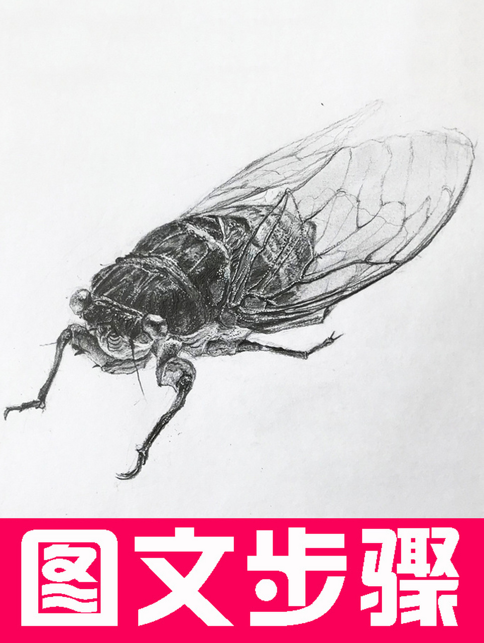 素描动物～知了!带图文步骤!