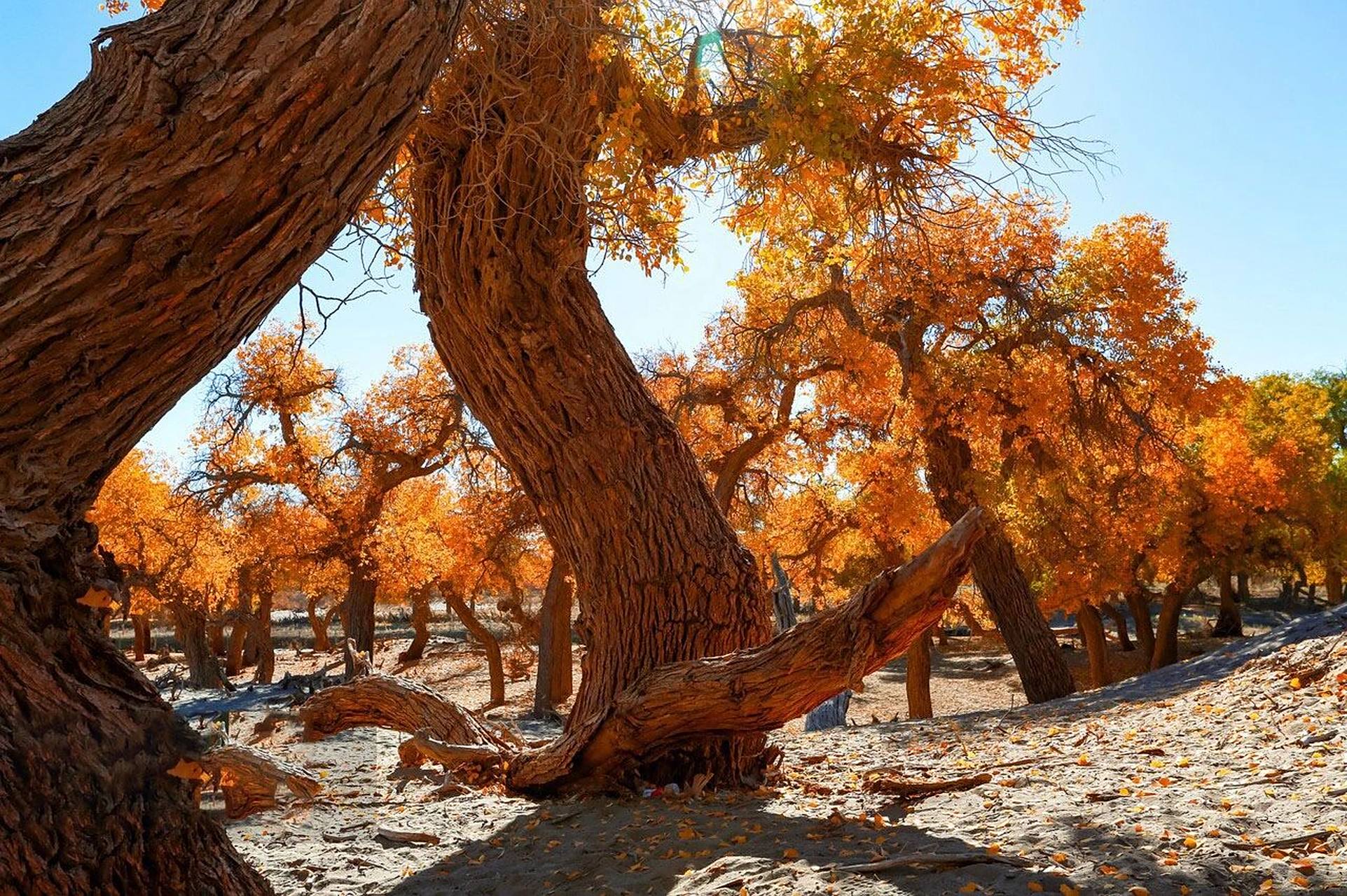 额济纳旗胡杨林 内蒙古额济纳胡杨林国家级自然保护区位于额济纳旗的