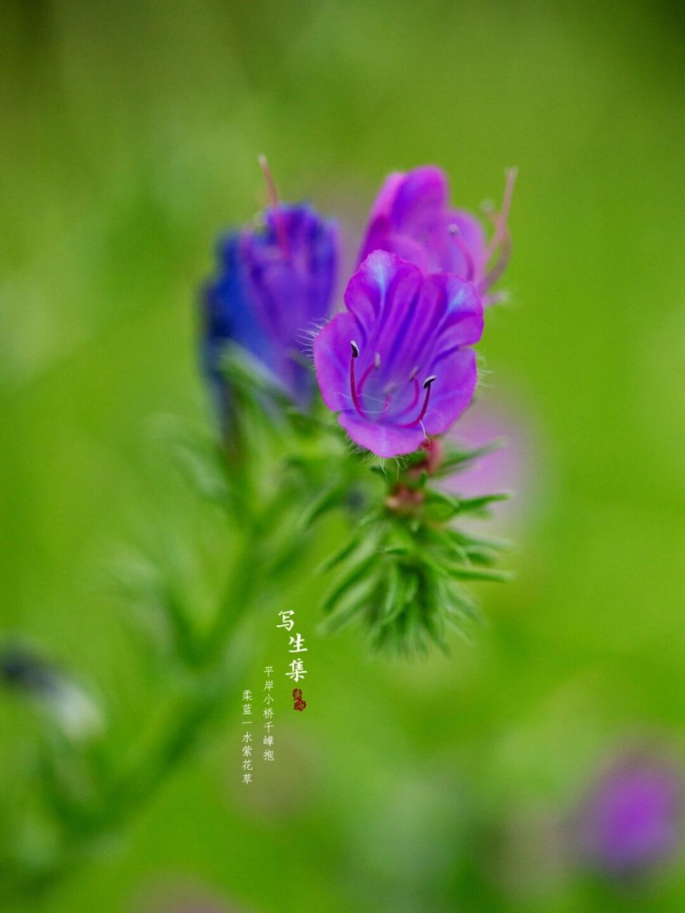 蓝蓟|写生集|六月的花 【花语】 蓝蓟的花语是老天保佑.